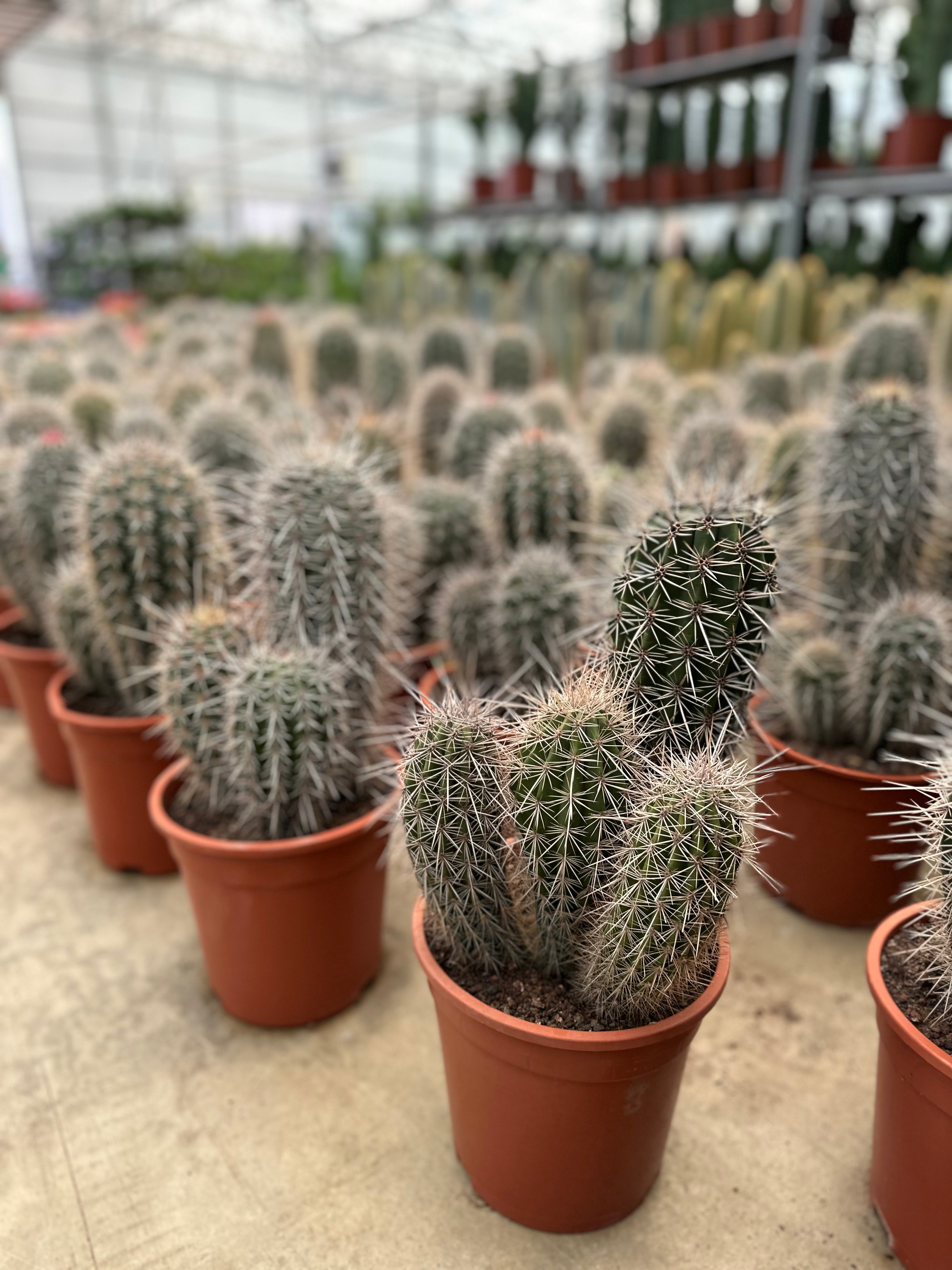 Büyük Kaktüs (Pachycereus pringlei-meksika dev kaktüsü-fil kaktüsü)