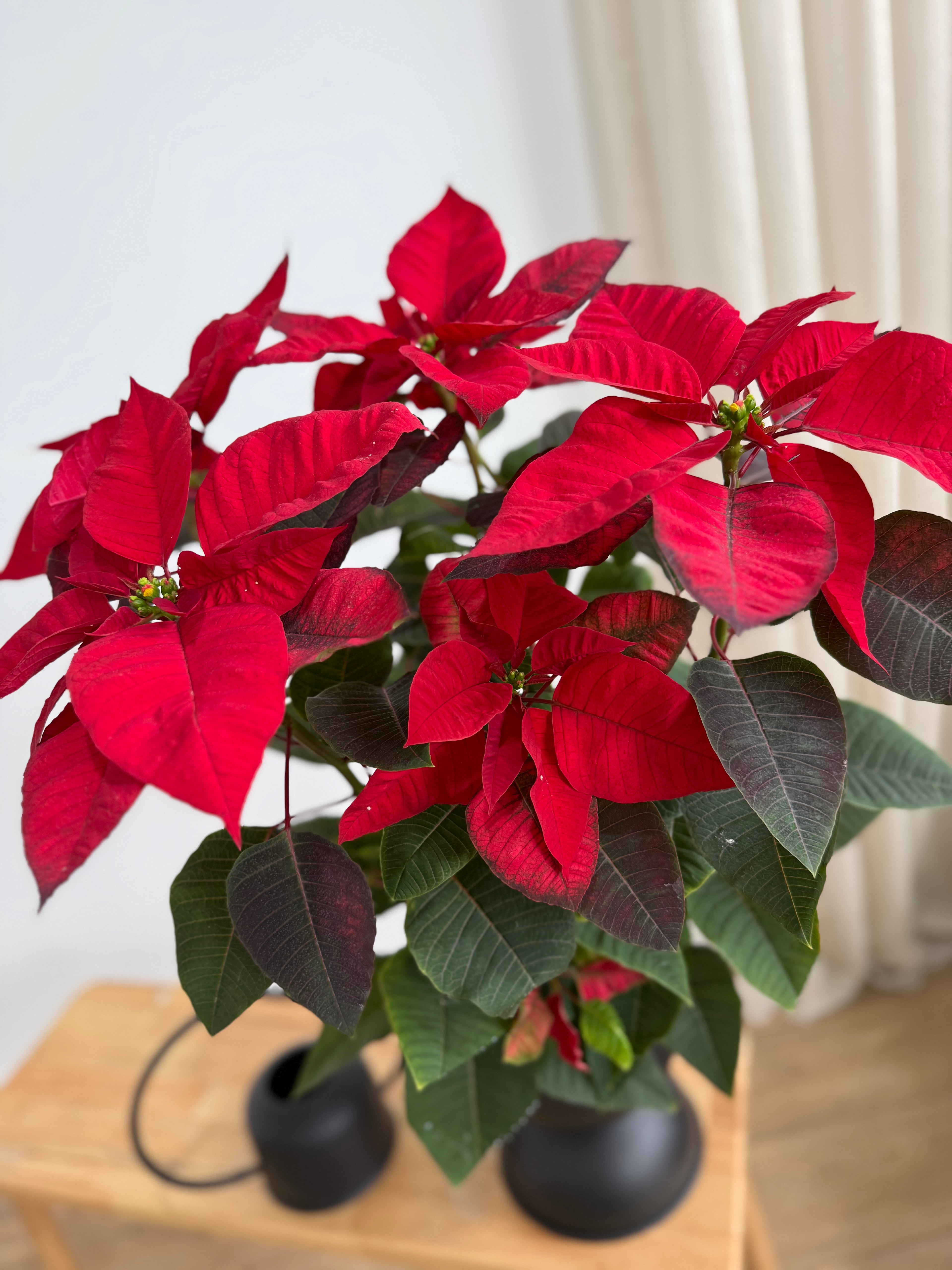 Poinsettia XXL 60-70 cm