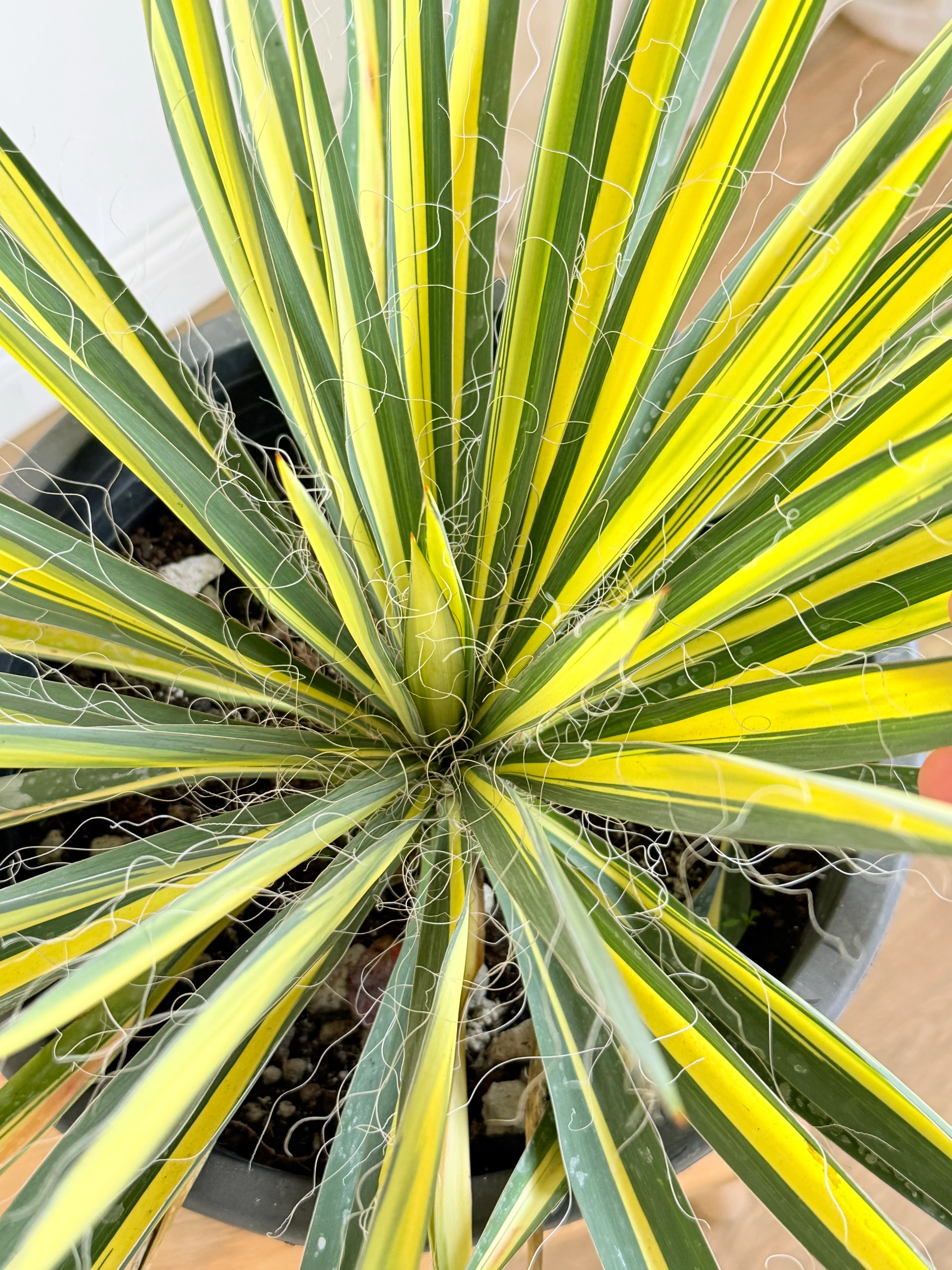Yucca Filamentosa XL -Dış Mekan Yuka Bitkisi