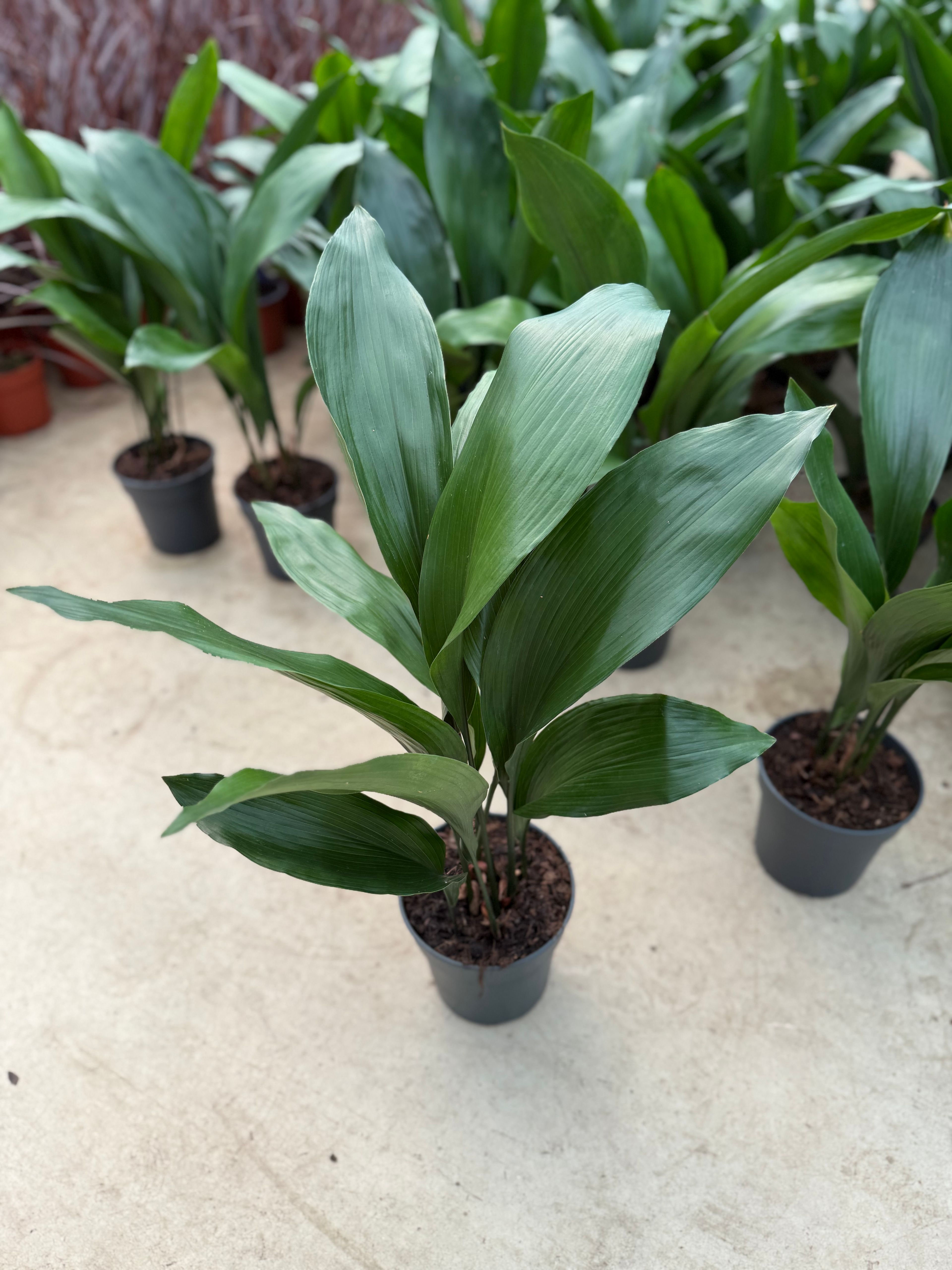 Aspidistra Elatior – Salon Yaprağı