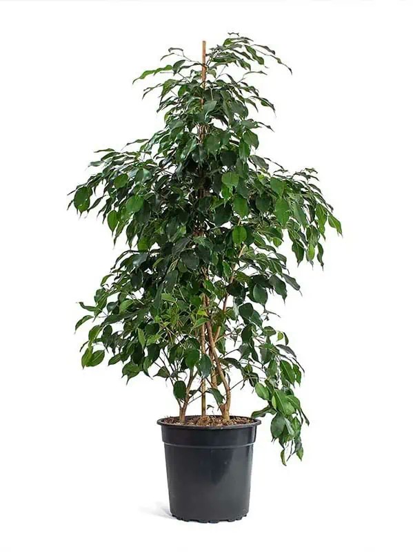 Ficus Benjamin Danielle 90-100 cm (Koyu Yeşil Benjamin)