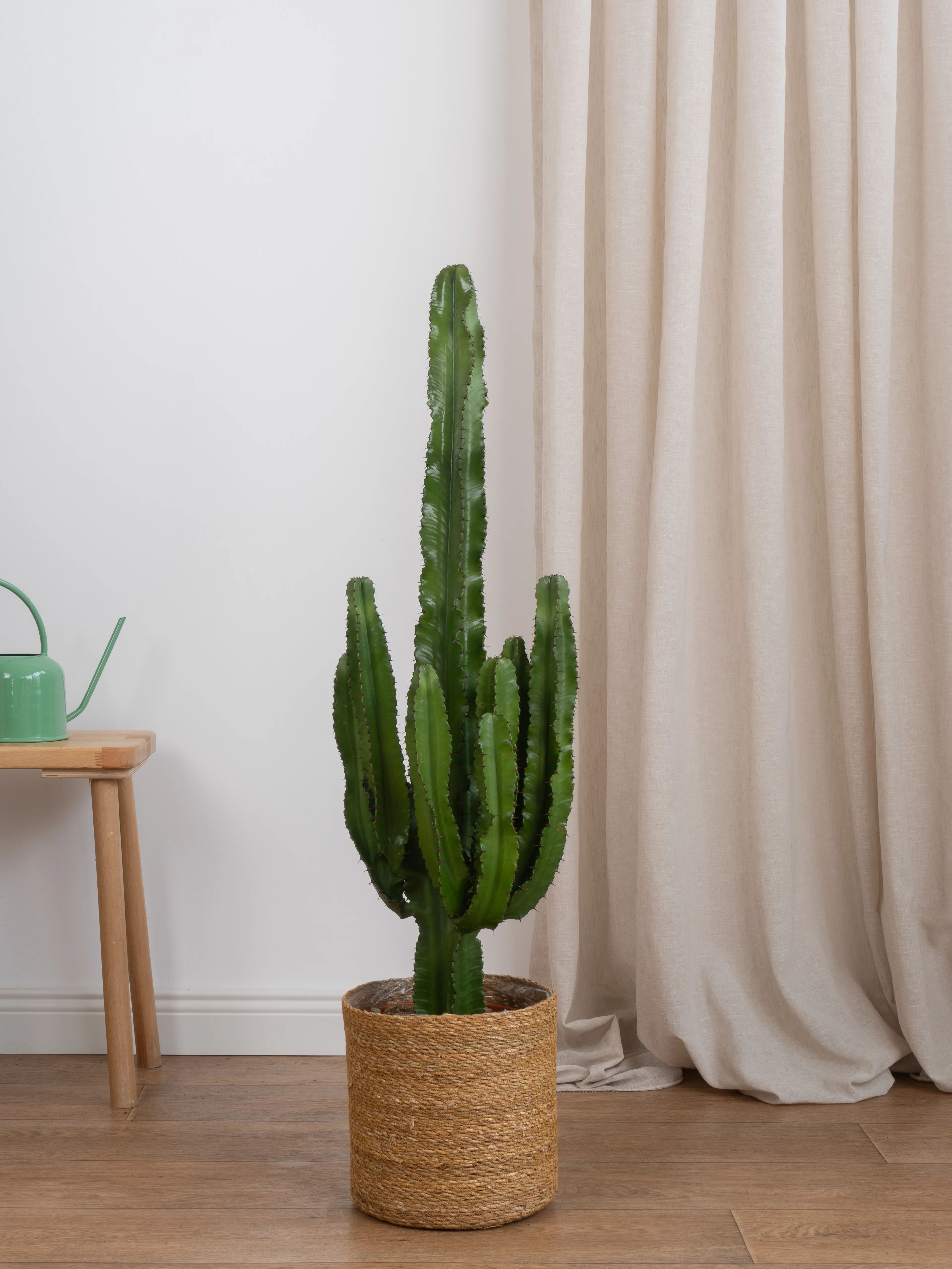 Euphorbia İngens (Eritrea ) 70-80 cm| Büyük Boy Kaktüs