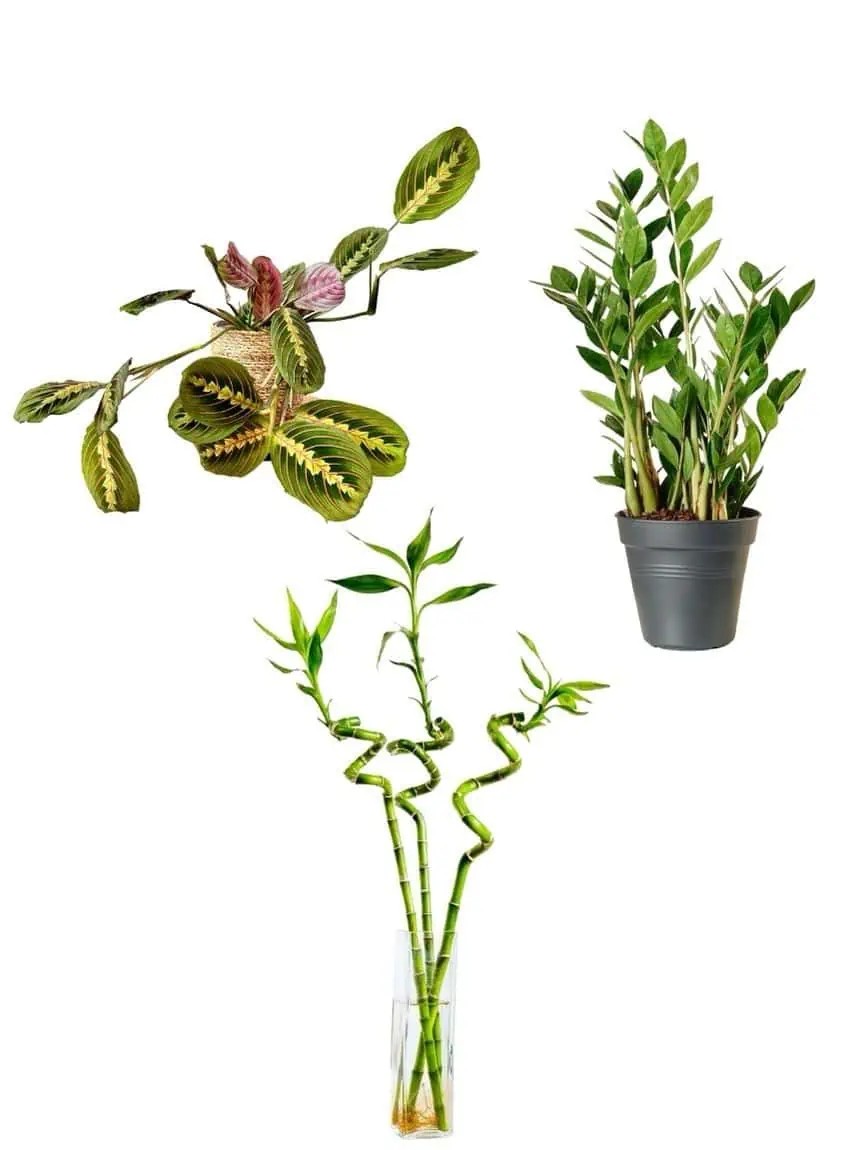 Az ışığa uyumlu bitki seti (3 adet bambu 90-100 cm - maranta calathea- Zamia 50 cm )