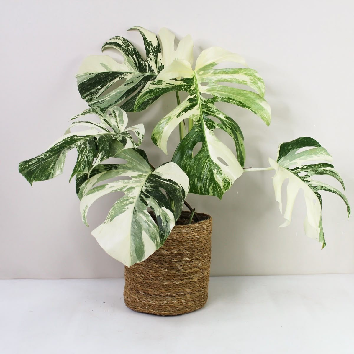 Monstera Deliciosa Variegata   (Nadir Tür)