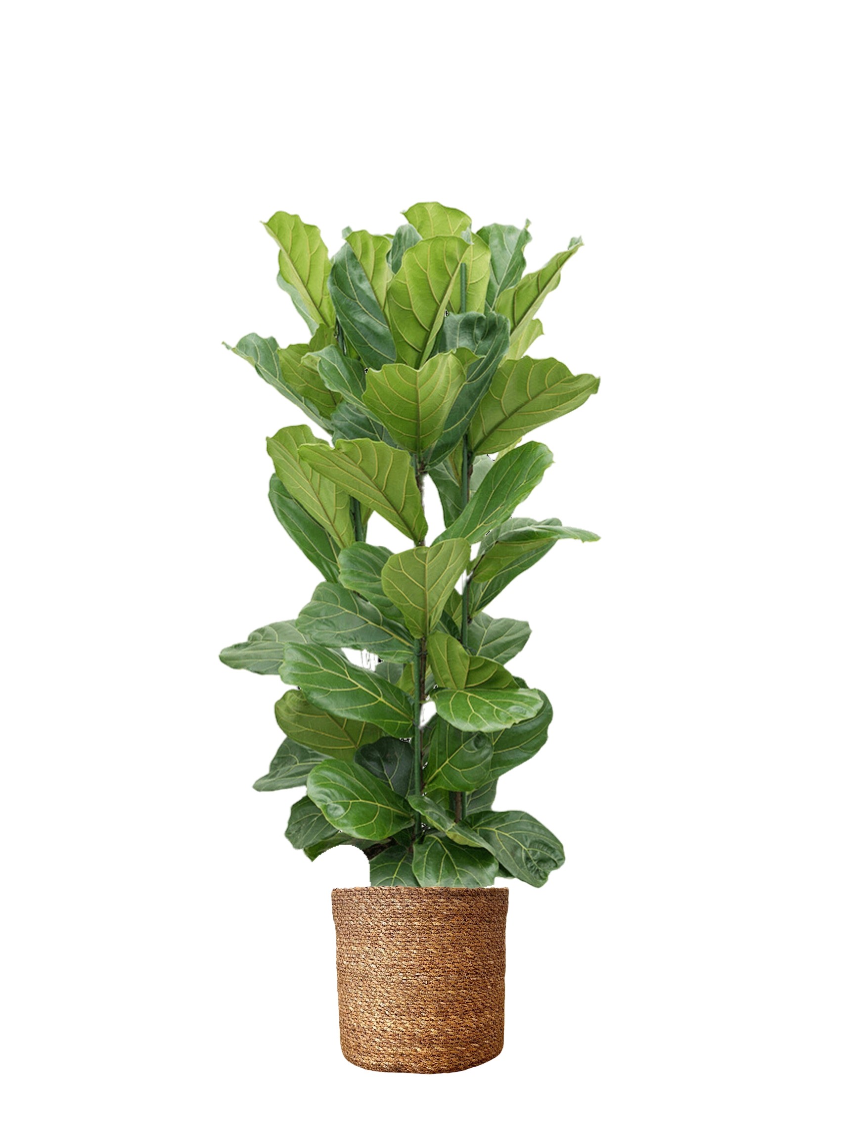 Ficus Lyrata Üç Köklü 130-140 cm 