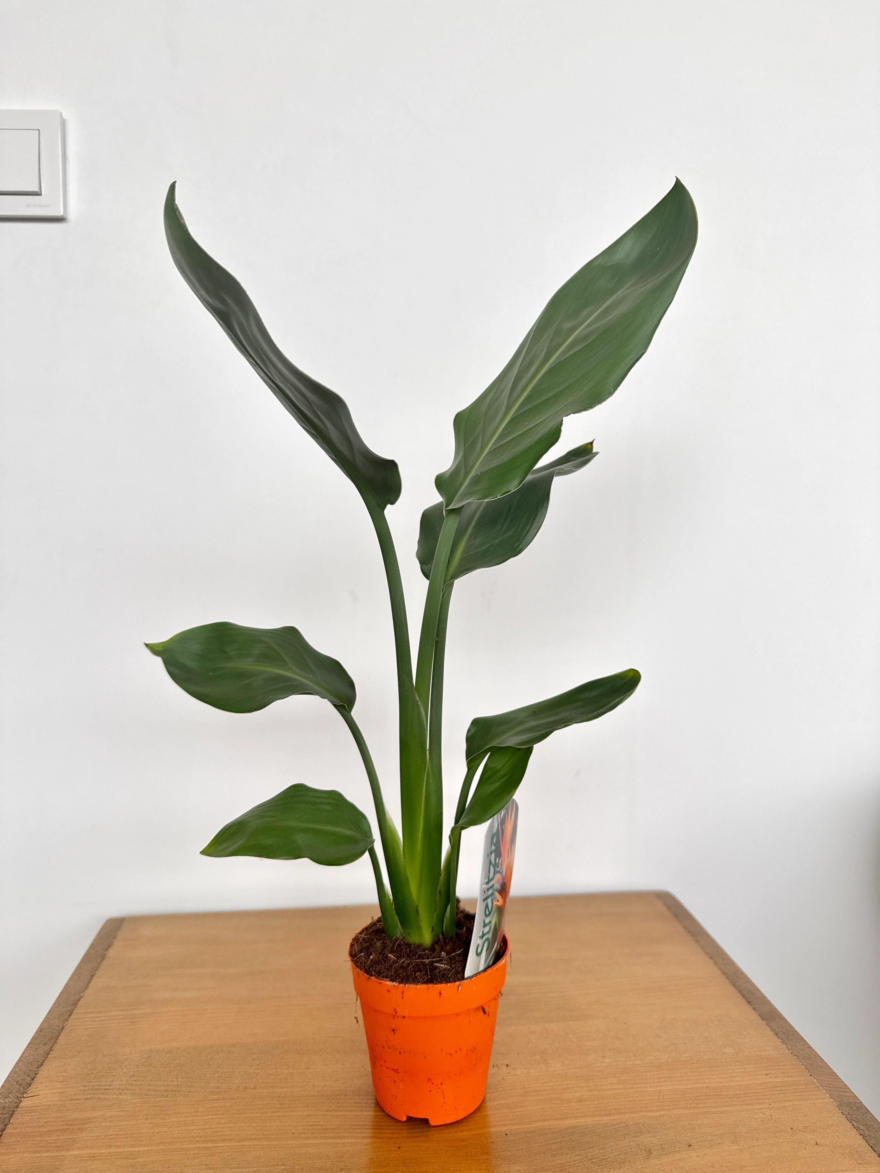 Starliçe (Strelitzia Regina)  | Hasır Dekoratif Saksıda 40 cm