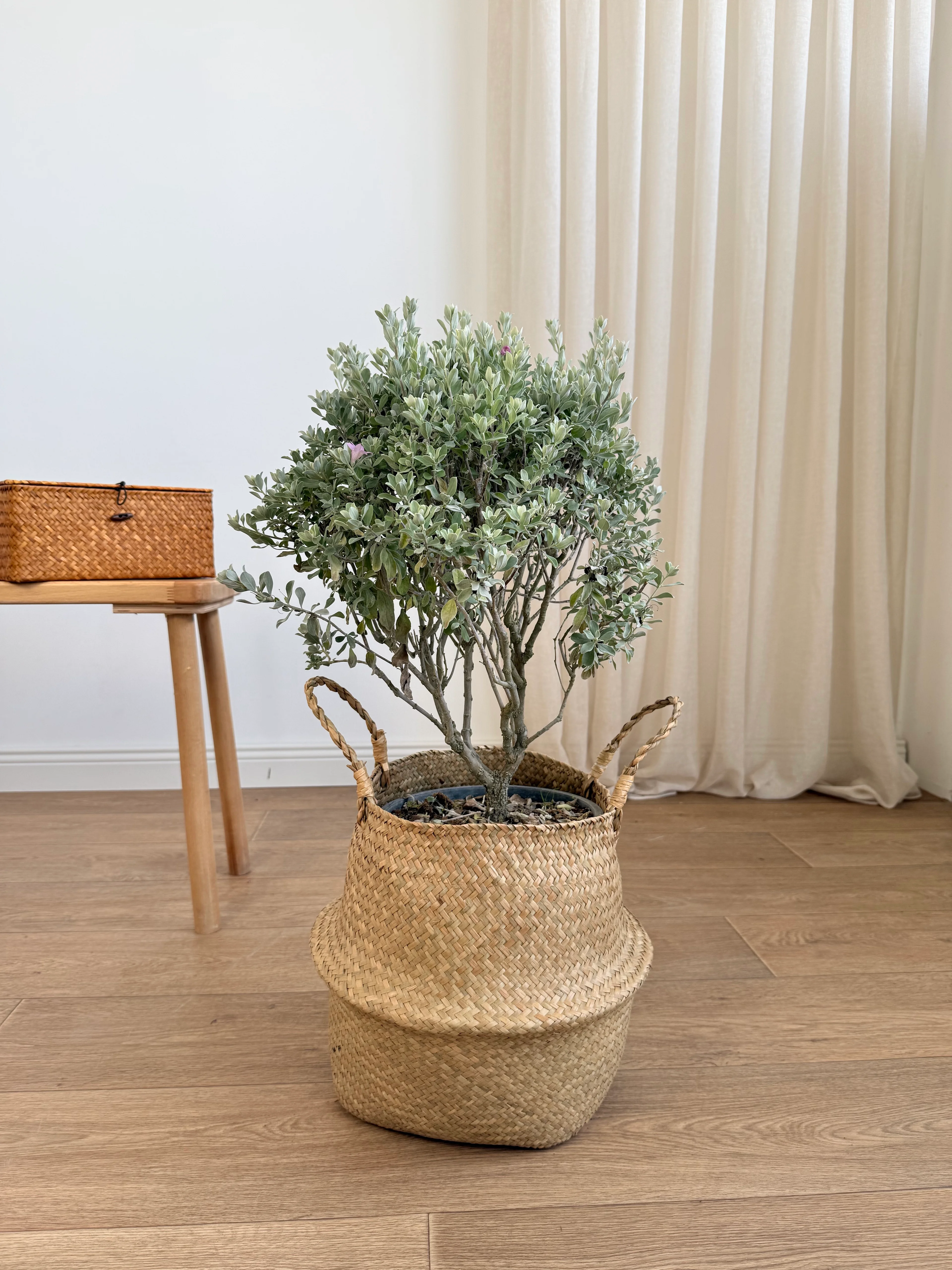 Leucophyllum Frutescens (Texas Sage / Gümüşi Çalı)