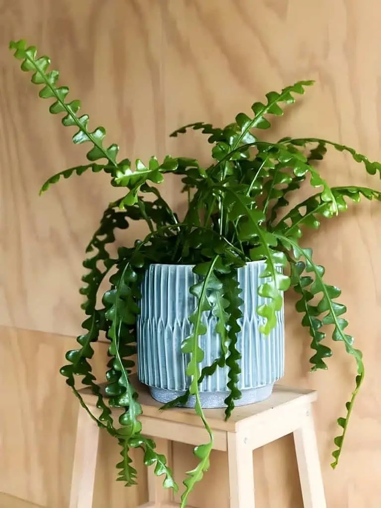 Epiphyllum Anguliger (Zig Zag Kaktüs)