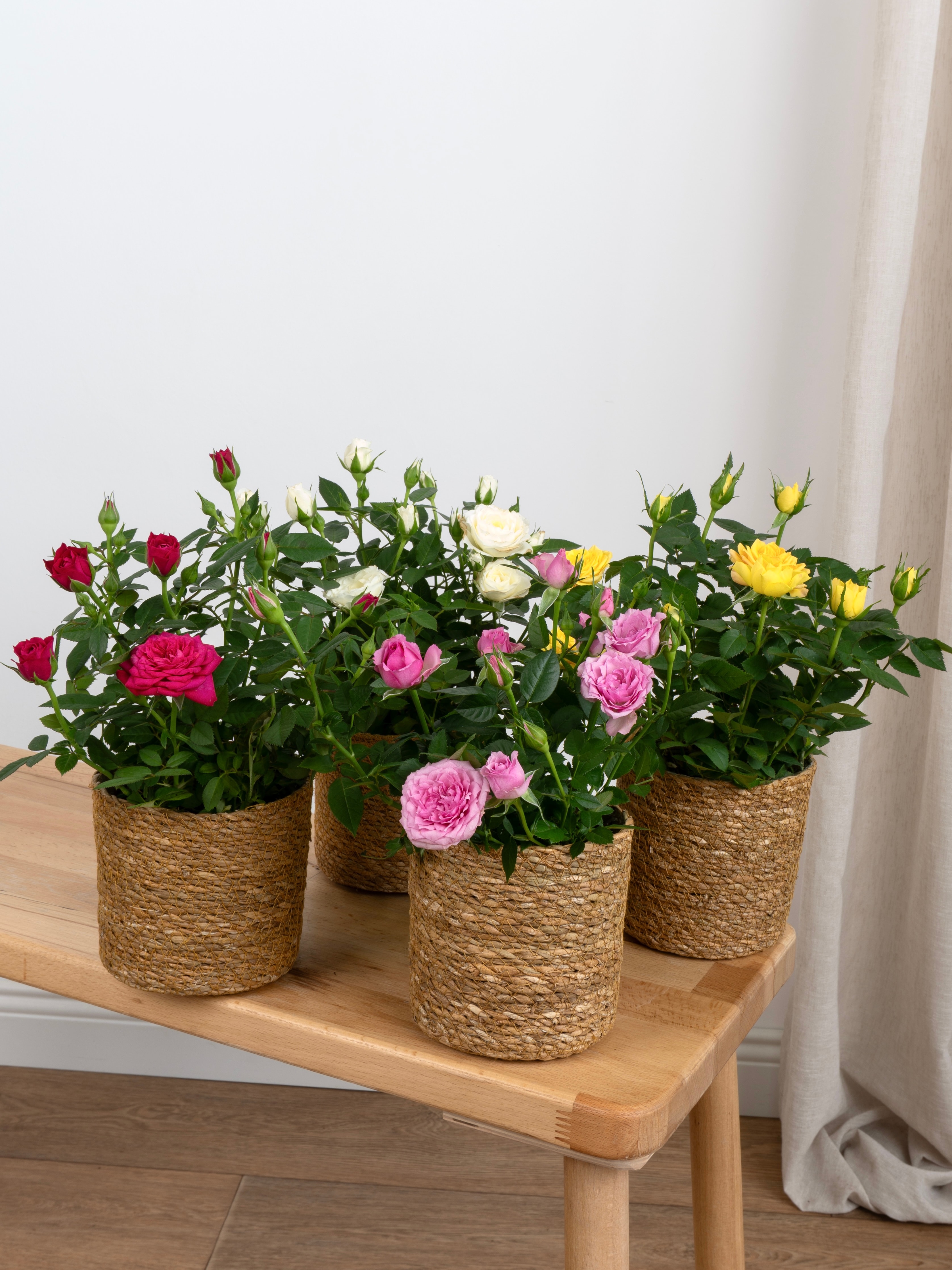 Mini Gül (Dörtlü Set)