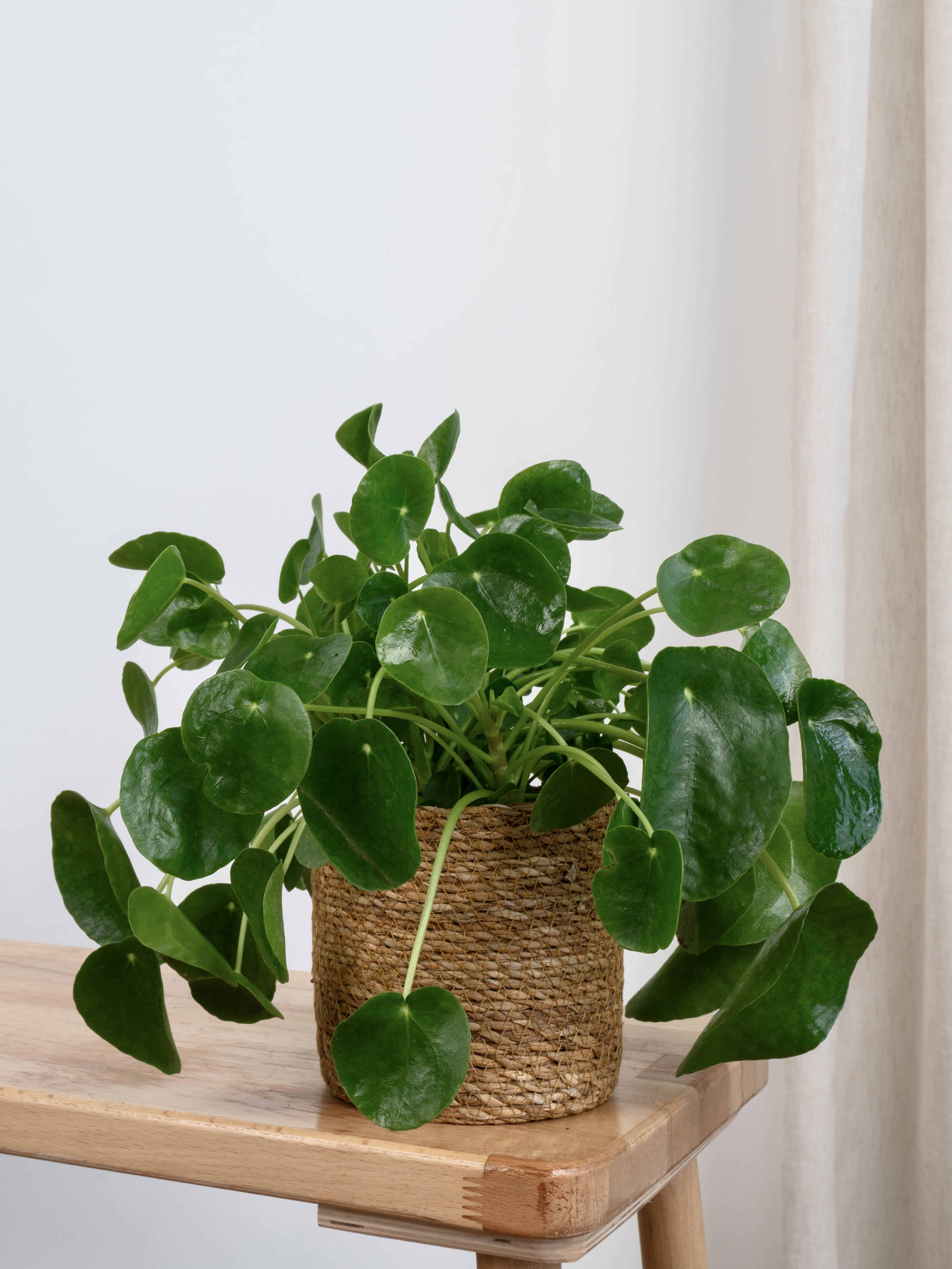 Pilea Çiçeği - Çin Para Çiçeği