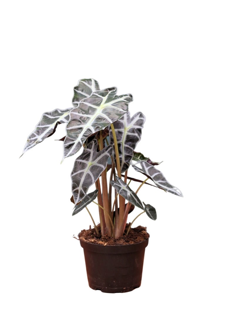 Kampanyalı Set (60 cm Monstera-40 cm Starliçe-30 cm Alocasia Polly)