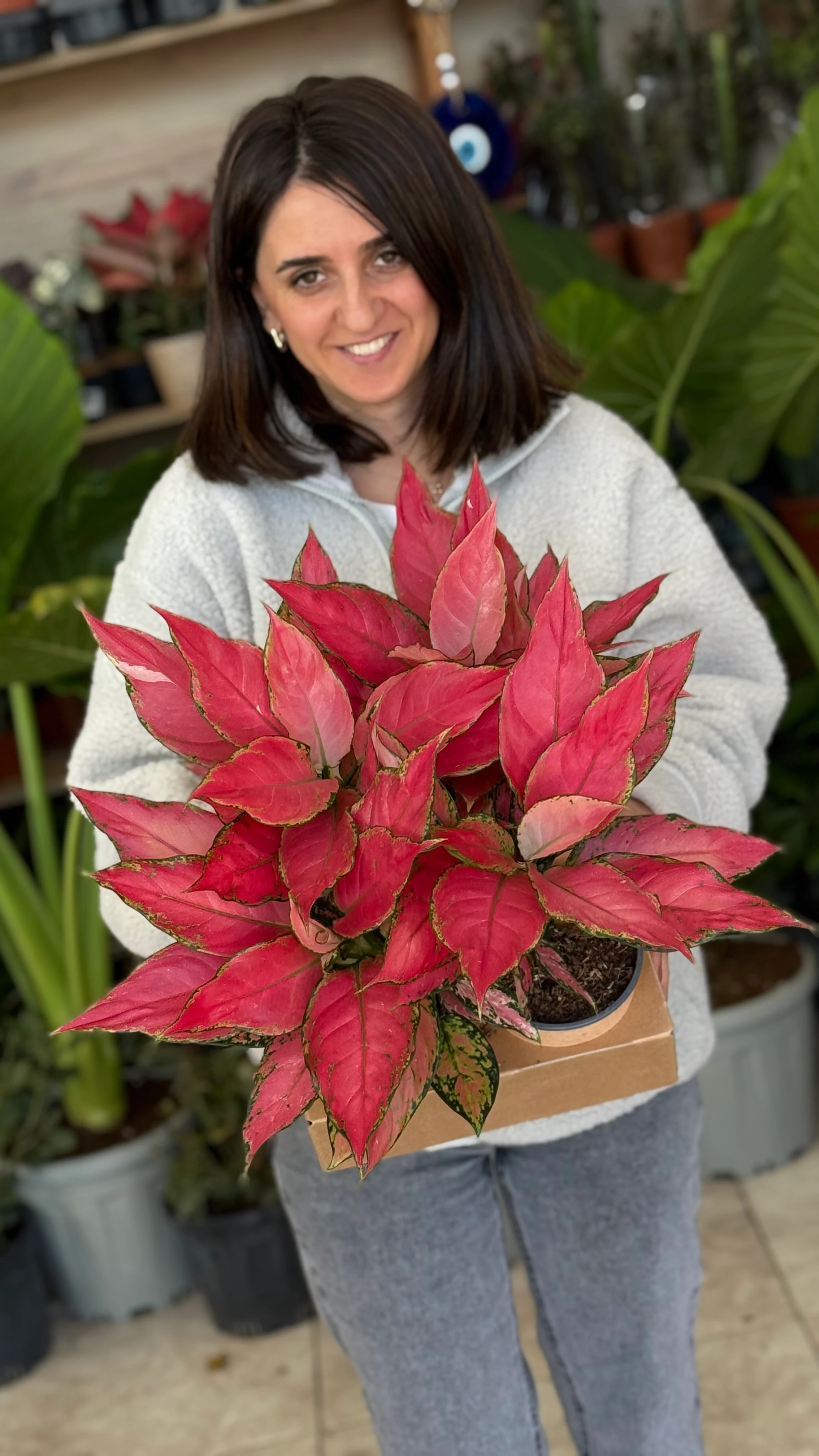 Aglaonema Pink Star –Pembe Yapraklı Aglaonema 