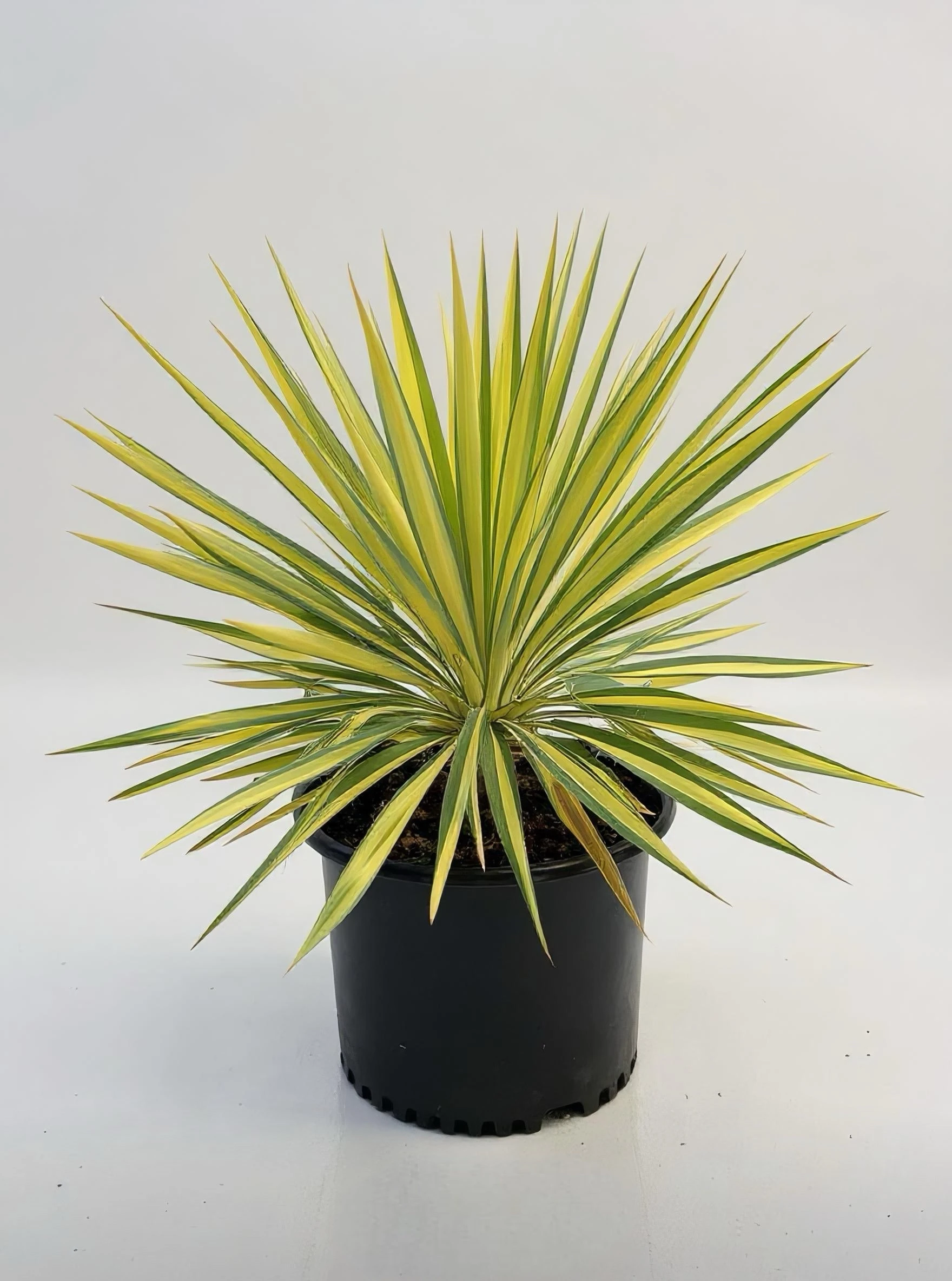 Yucca Filamentosa XL -Dış Mekan Yuka Bitkisi