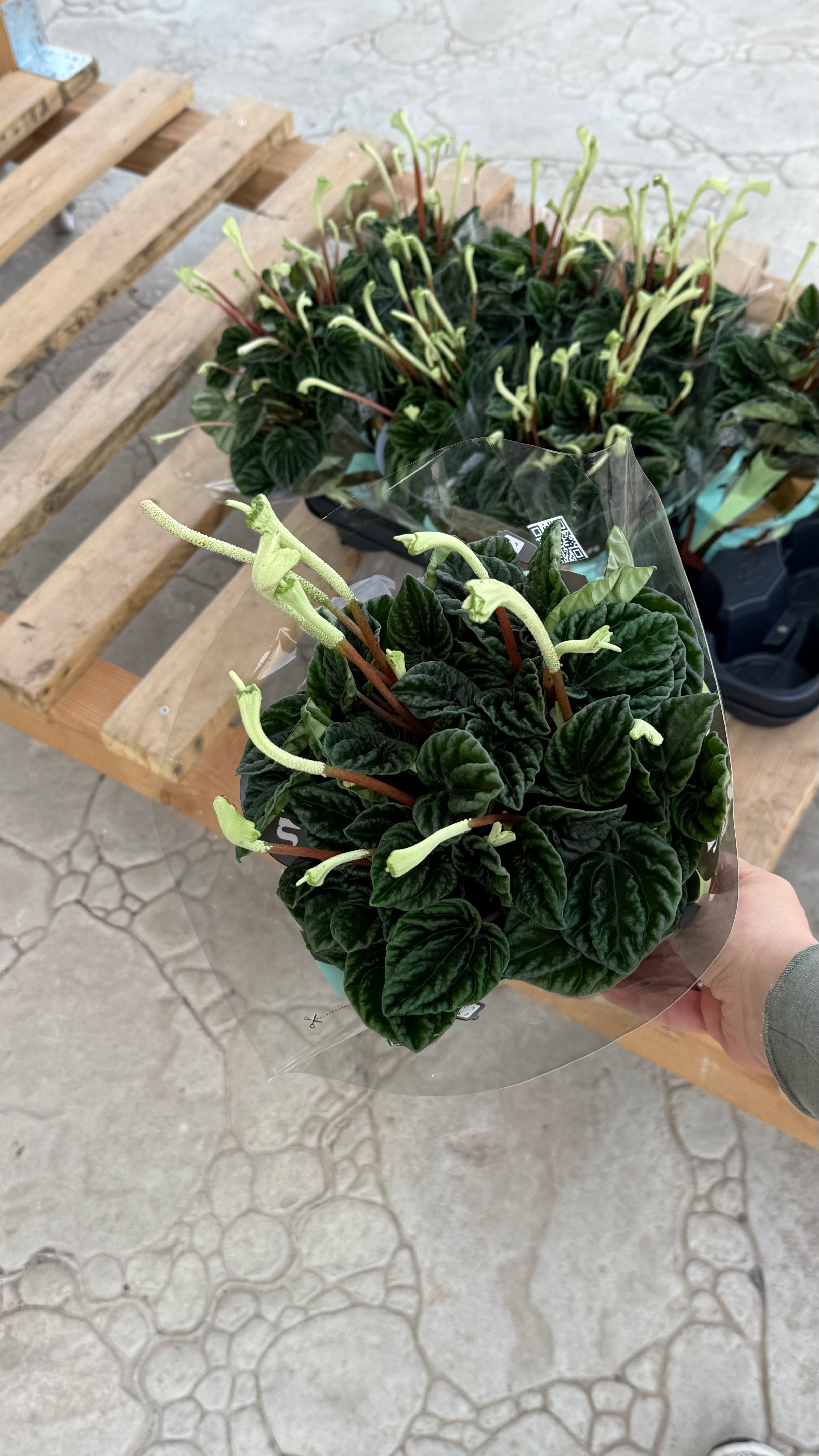 Peperomia caperata lilian