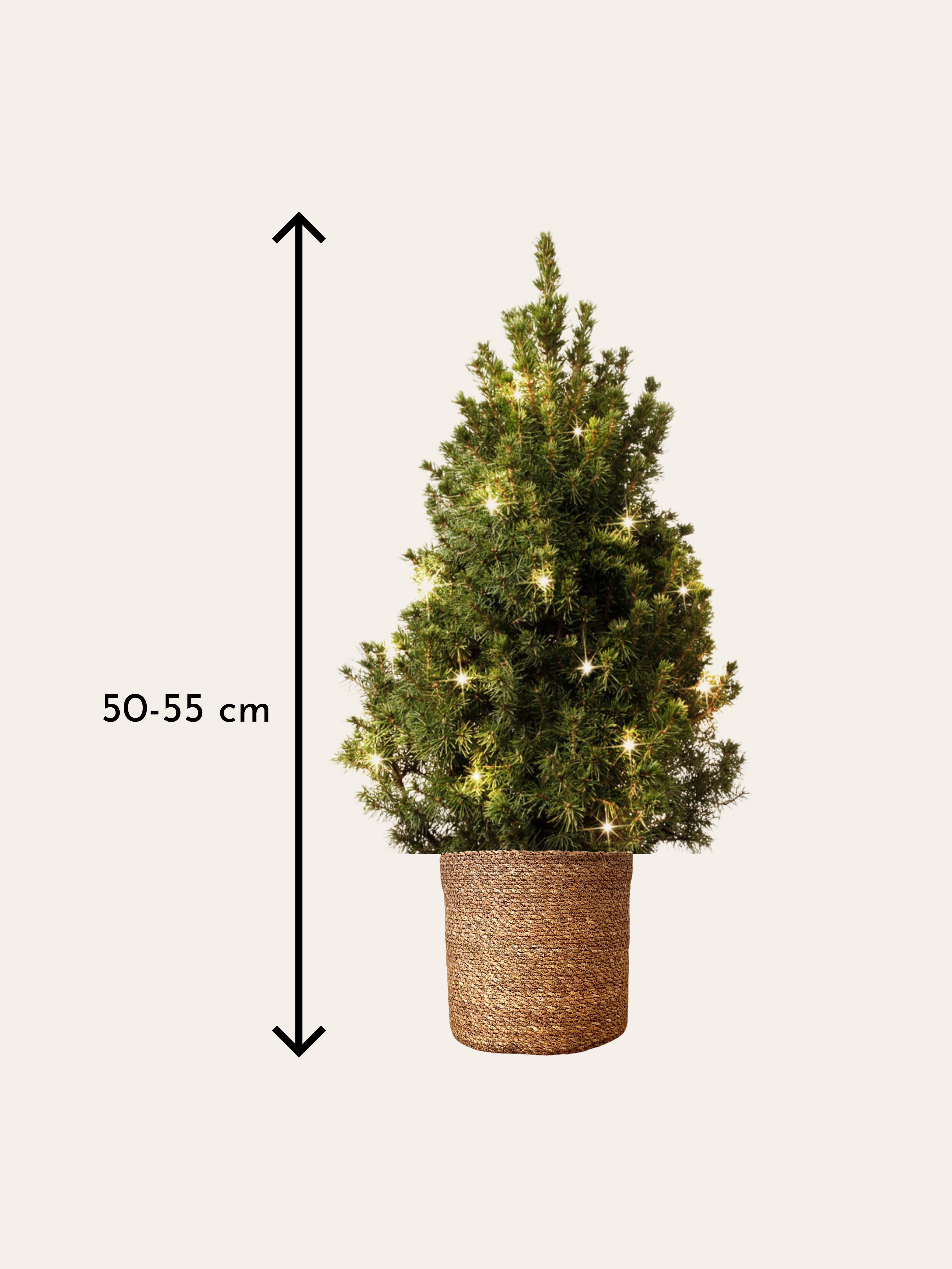 Picea Glauca Çam(Hasır Dekoratif Saksıda Led Işıklı 40 cm)
