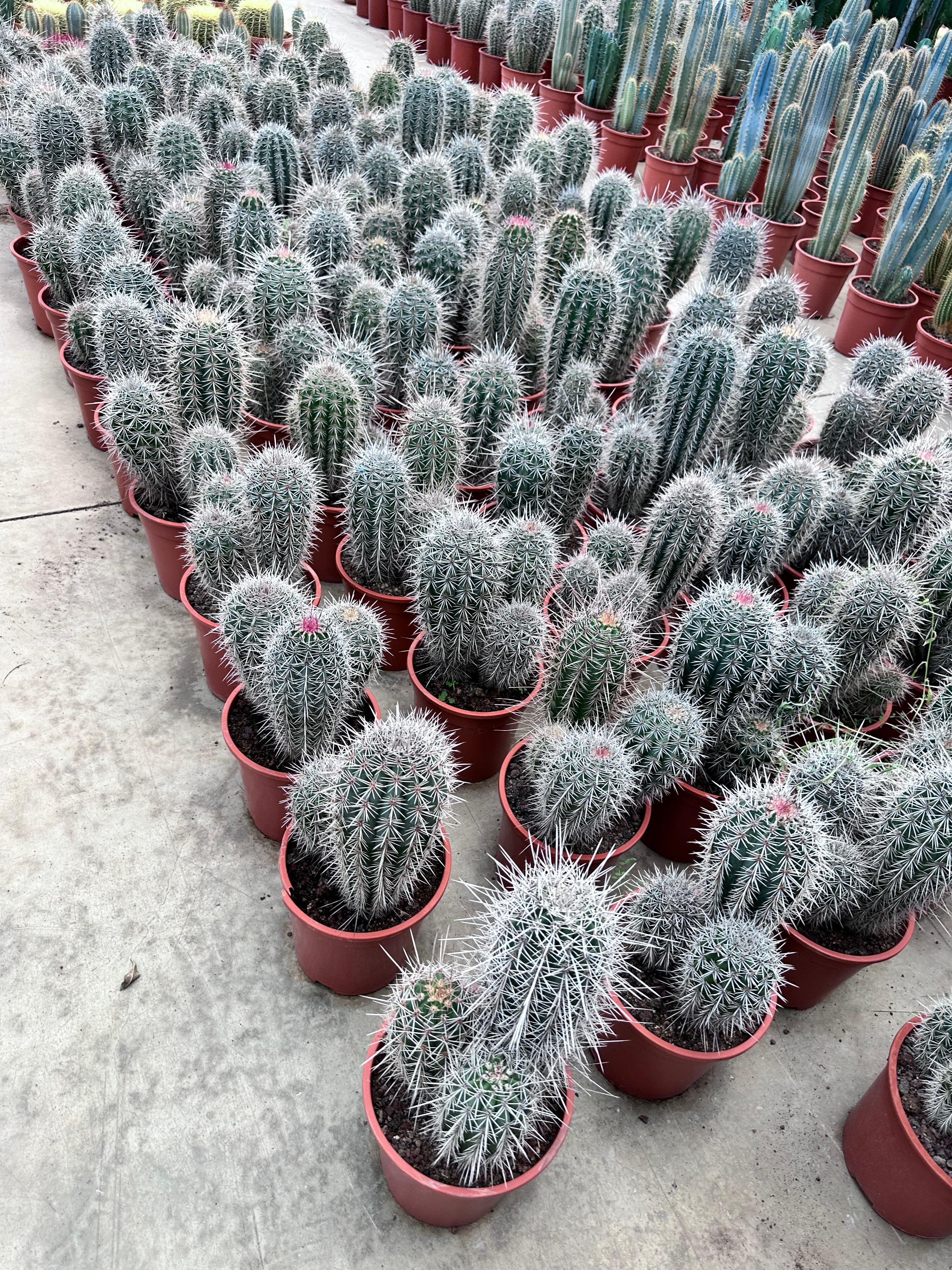 Büyük Kaktüs (Pachycereus pringlei-meksika dev kaktüsü-fil kaktüsü)