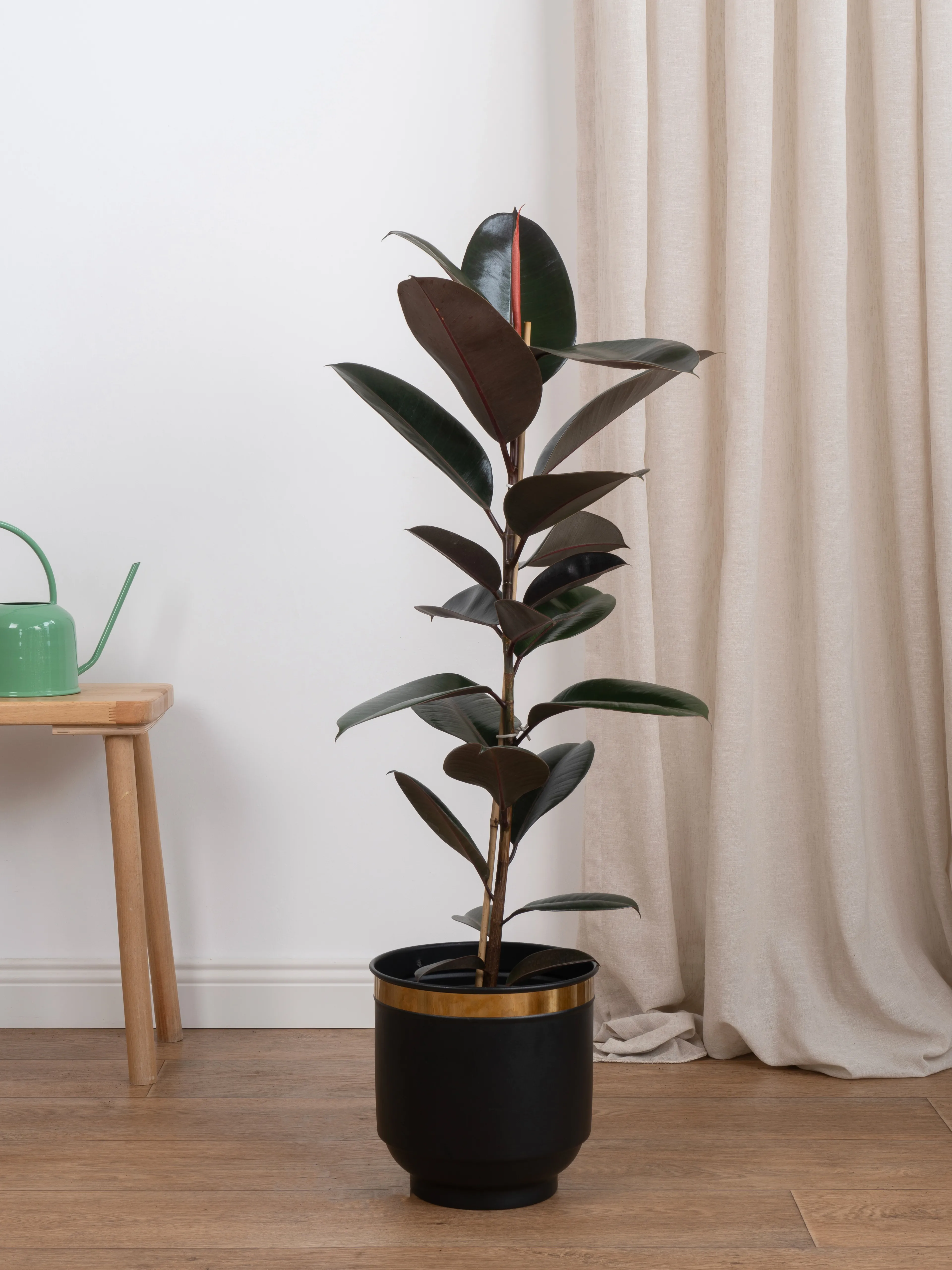 Siyah Kauçuk (Ficus Elastica Abidjan-Tek Köklü)