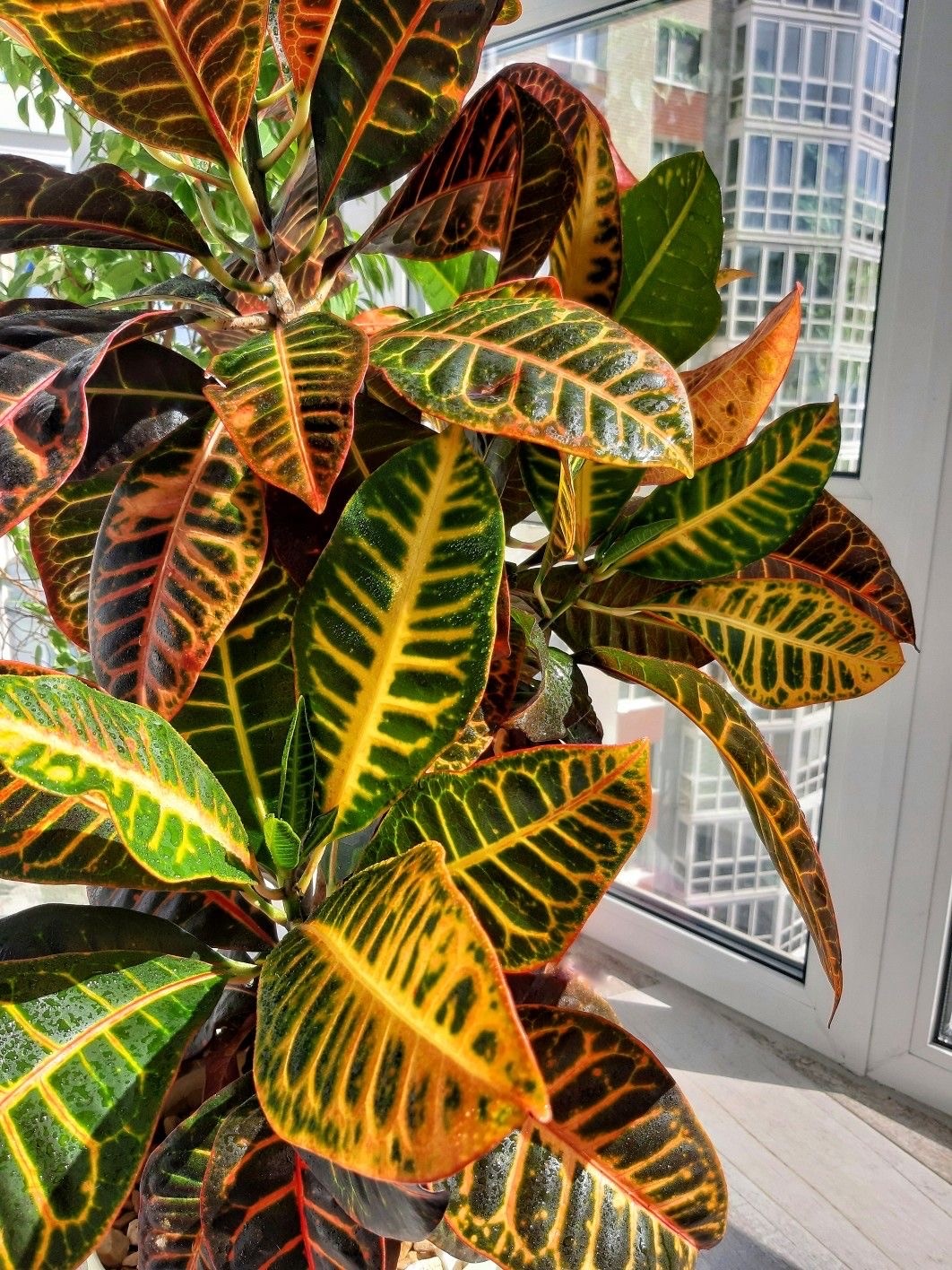 Croton Petra (Anaç 110-120 cm)