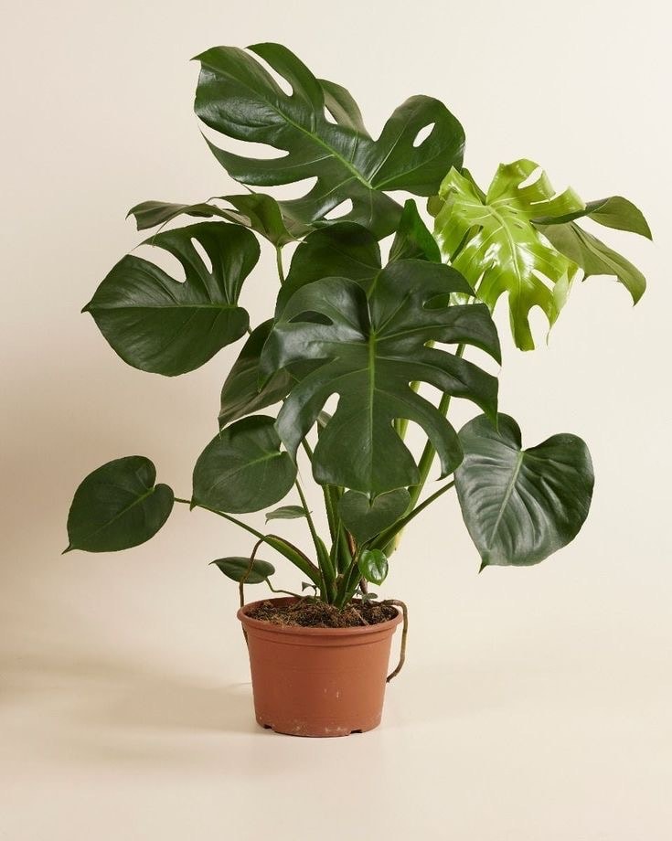 Üçlü Popüler Bitki Seti (Cocos Palm, Monstera & Pilea Peperomioides)  