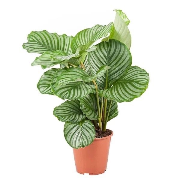 Favori Bitki Seti (120 cm areka palmiyesi-100 cm çok köklü starliçe-calathea orbifolia)