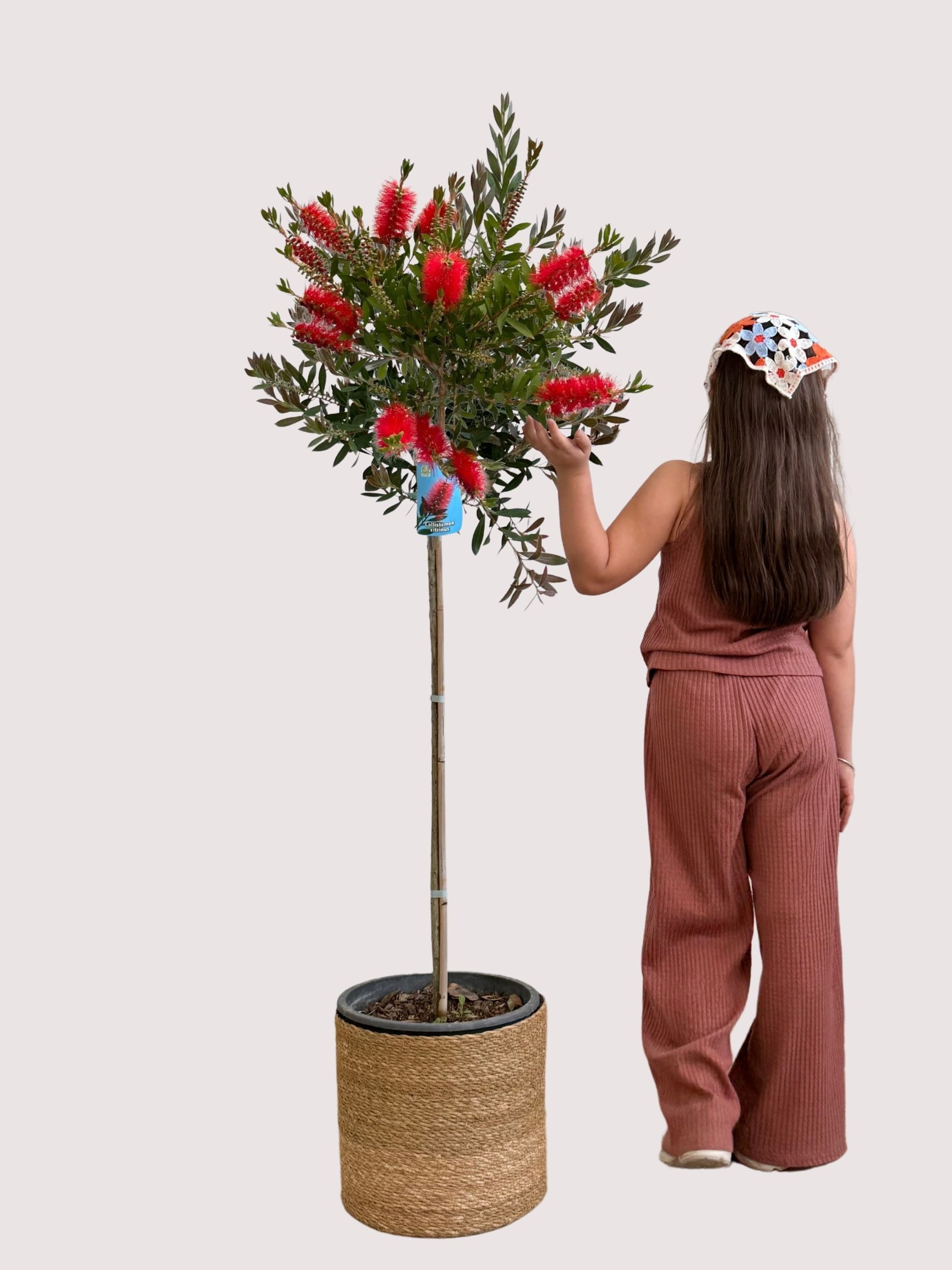 Callistemon (Şişe Fırçası Çalısı)