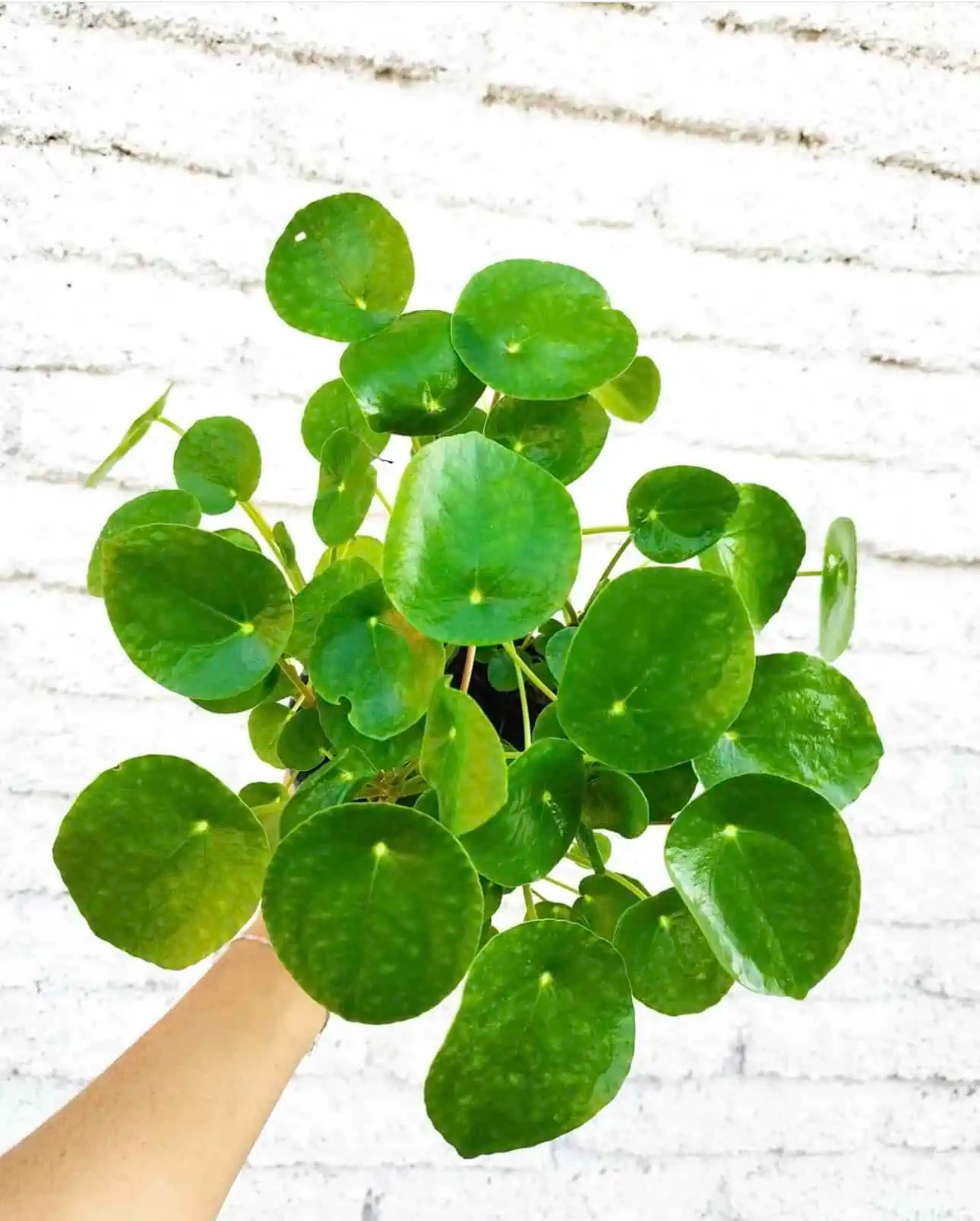 Pilea Çiçeği - Çin Para Çiçeği