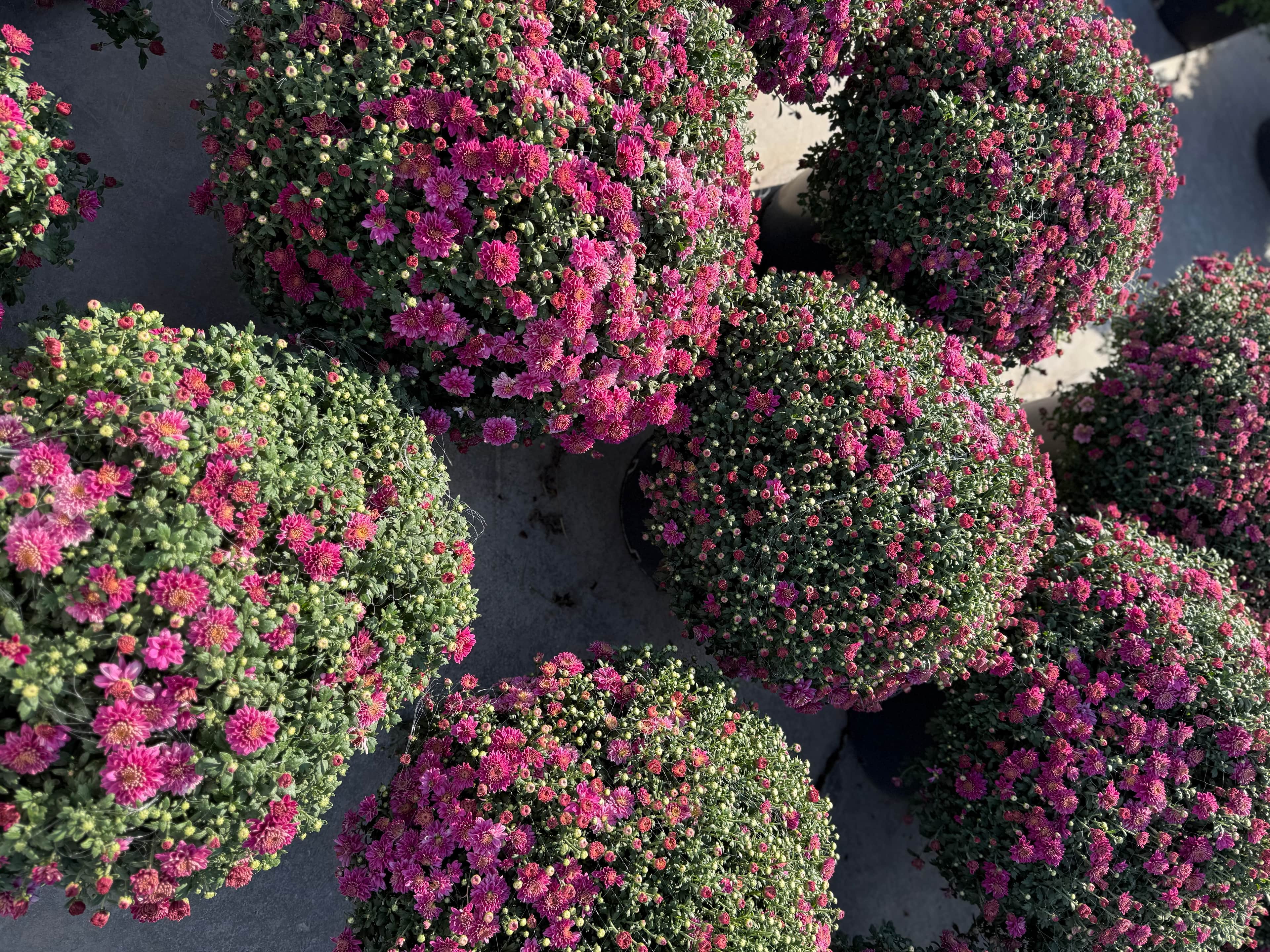 XXL Kasımpatı (Chrysanthemum morifolium)