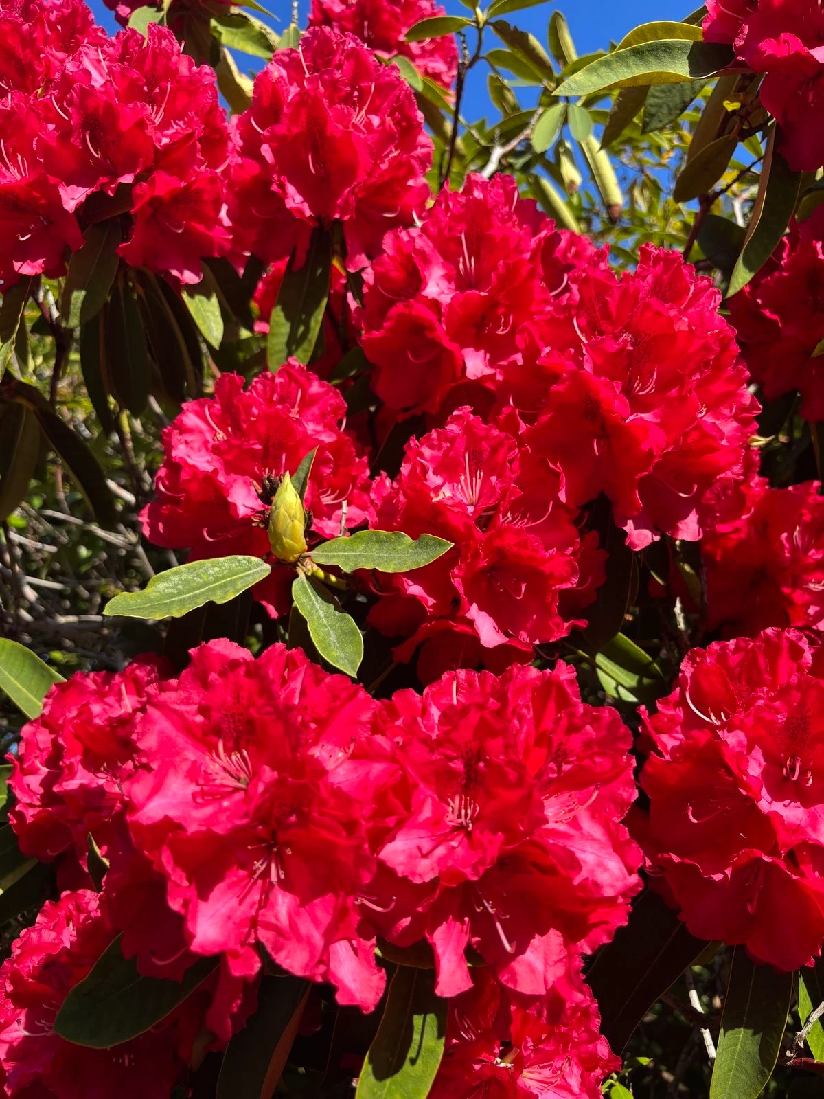 rhododendron picotee P.J. Mezitt Elite Star Rhododendron