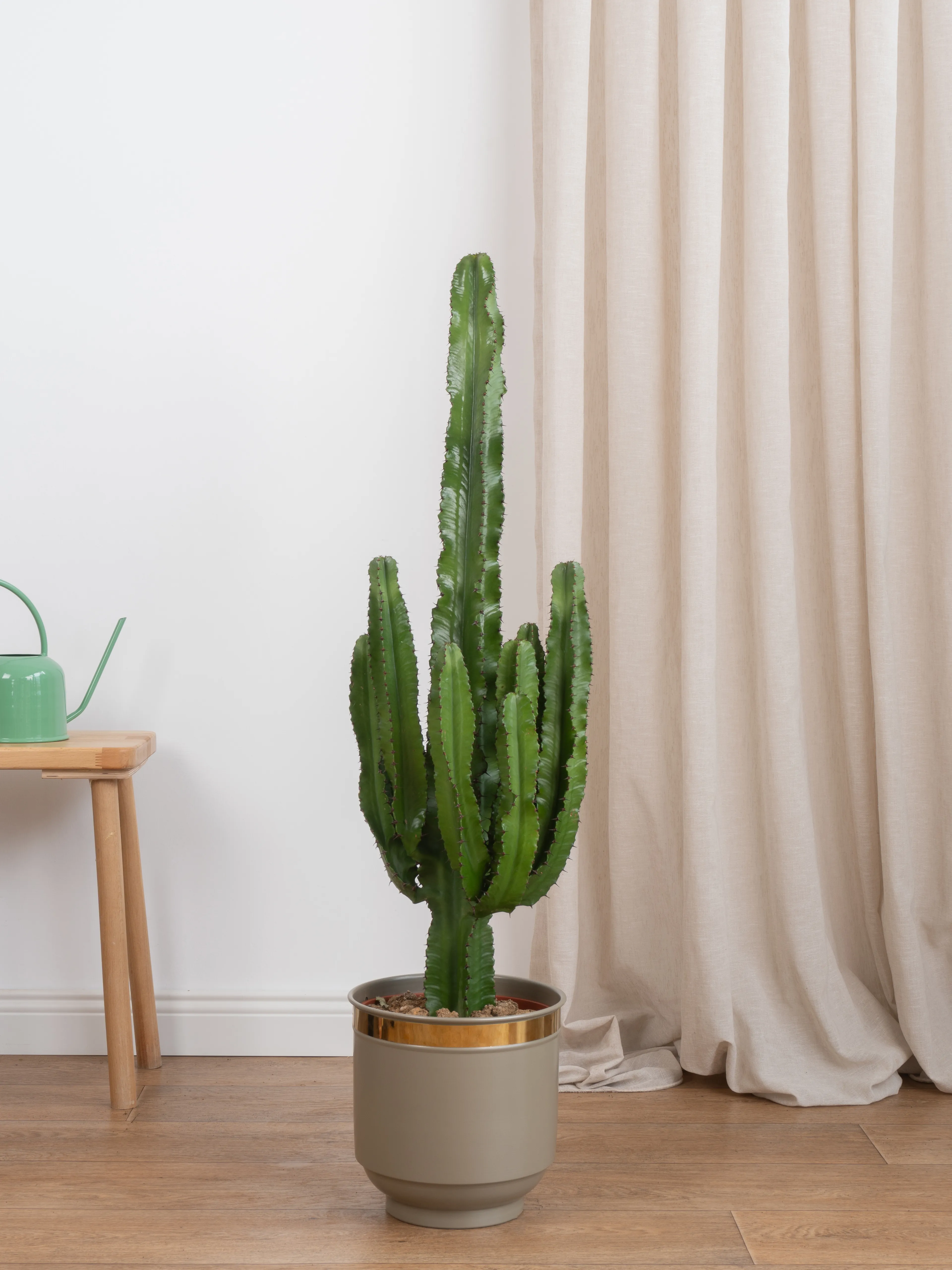 Euphorbia İngens (Eritrea ) 70-80 cm| Büyük Boy Kaktüs