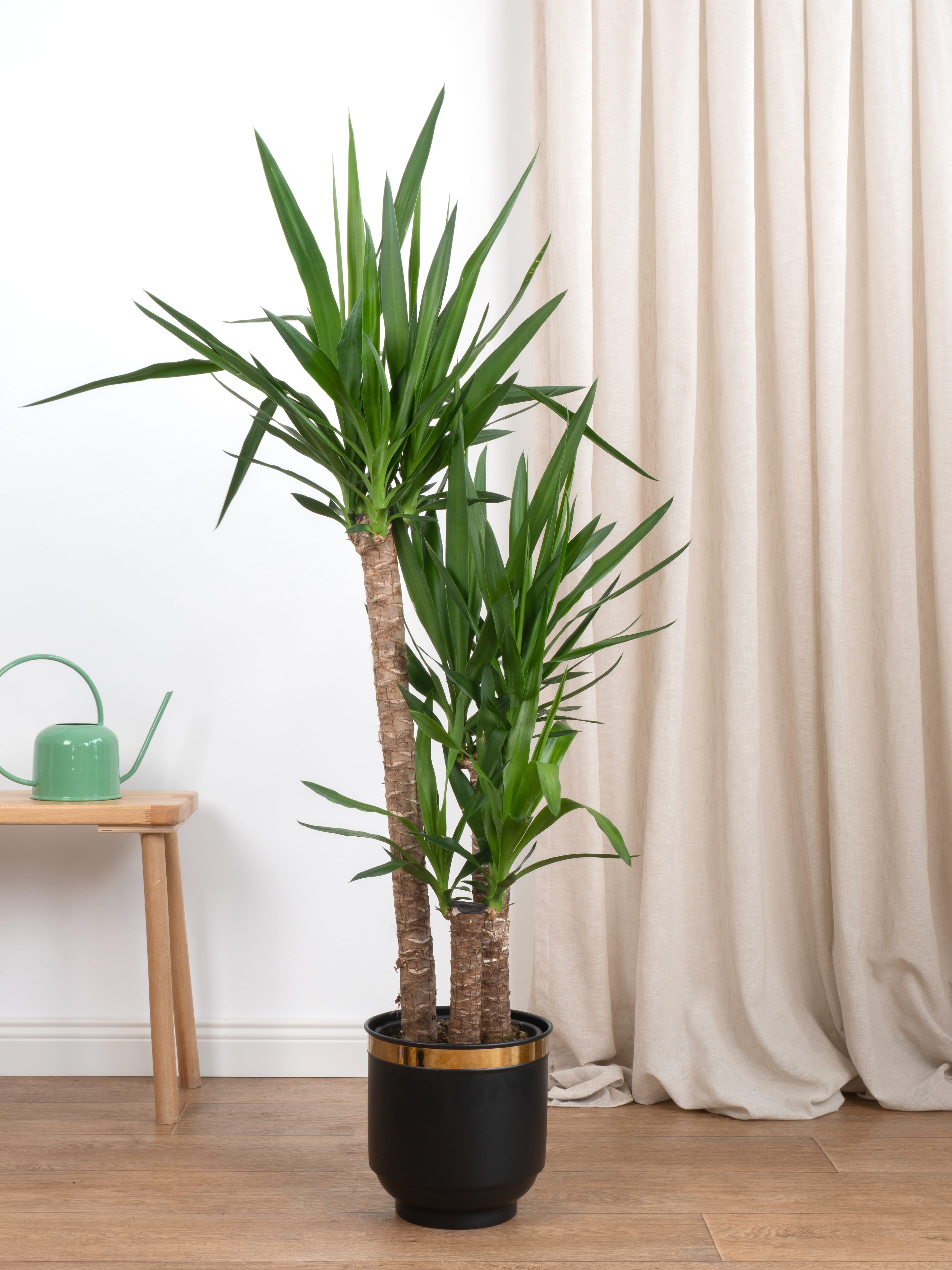 Yucca Üç Kollu (Yuka-130-140 cm )