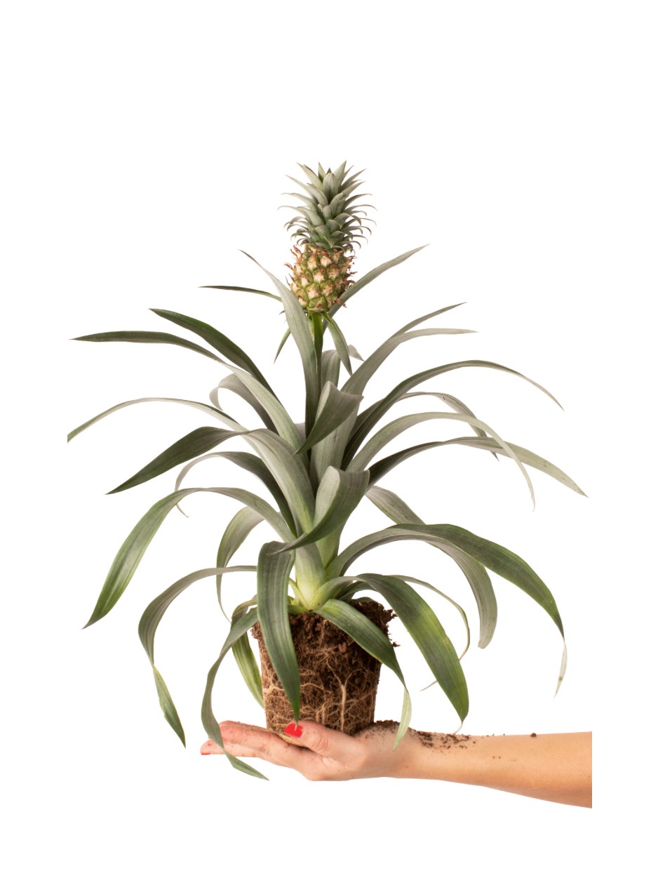 Ananas Plant (ananas)