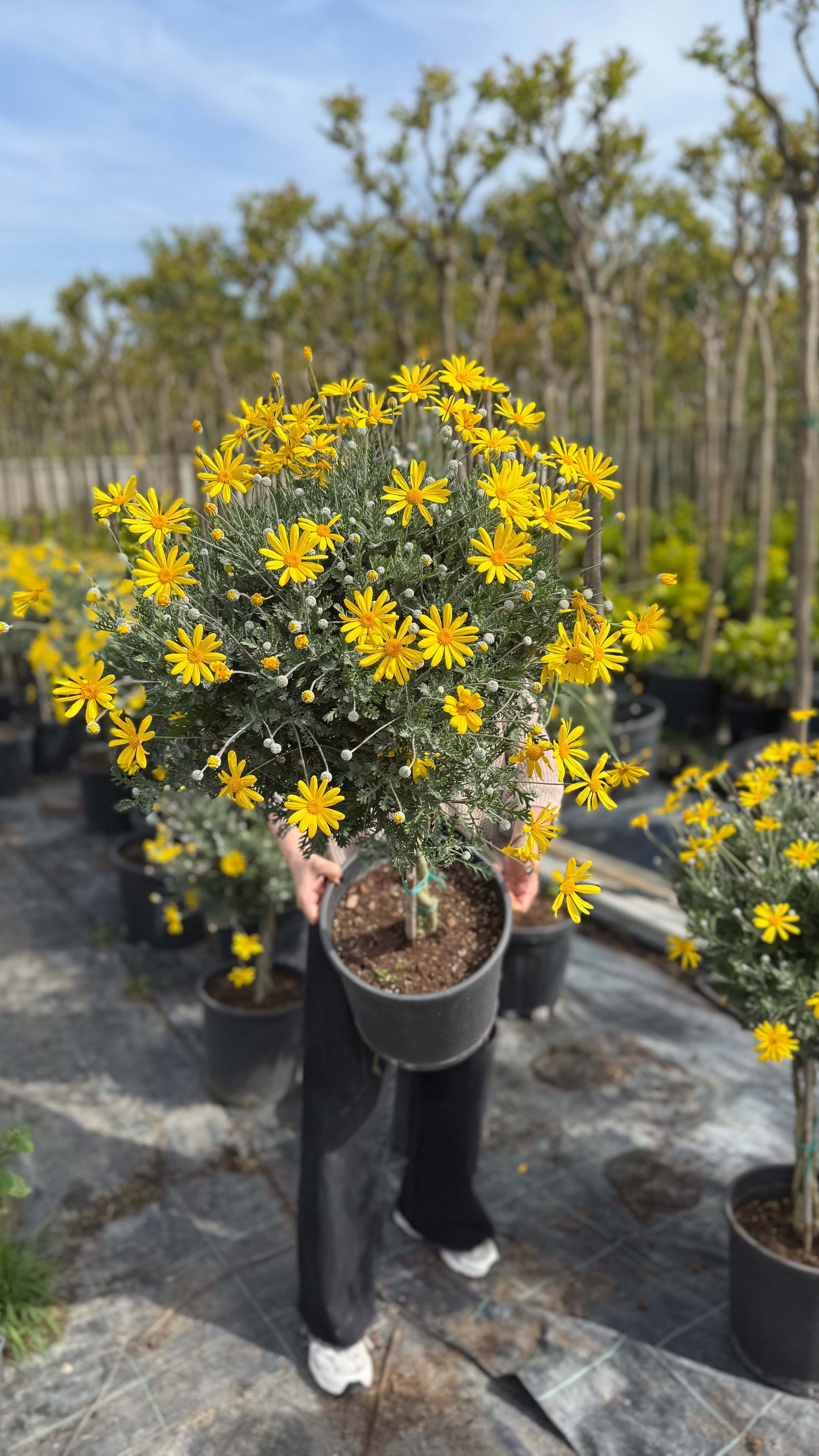 Euryops Pectinatus – Sarı Papatya Ağacı (Tijli Form)