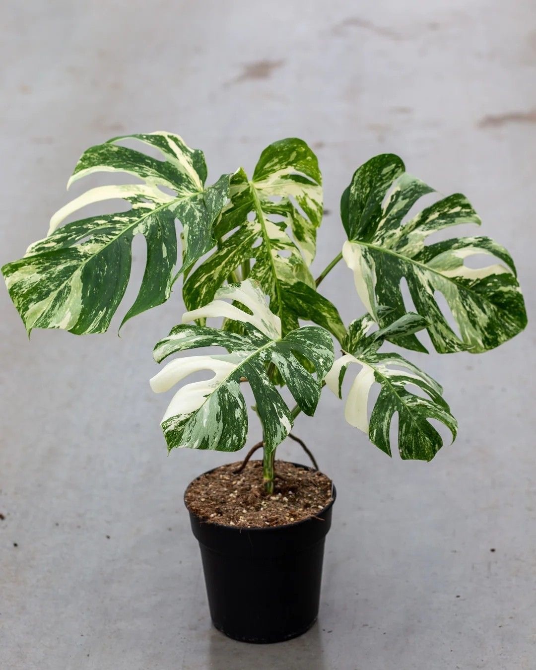Monstera Deliciosa Variegata   (Nadir Tür)