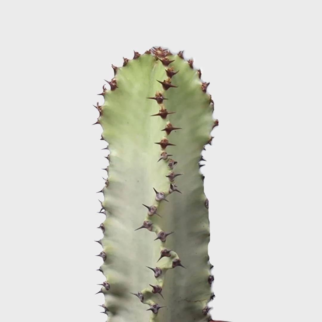 Euphorbia ingens veriagata 70 cm | Kaktüs