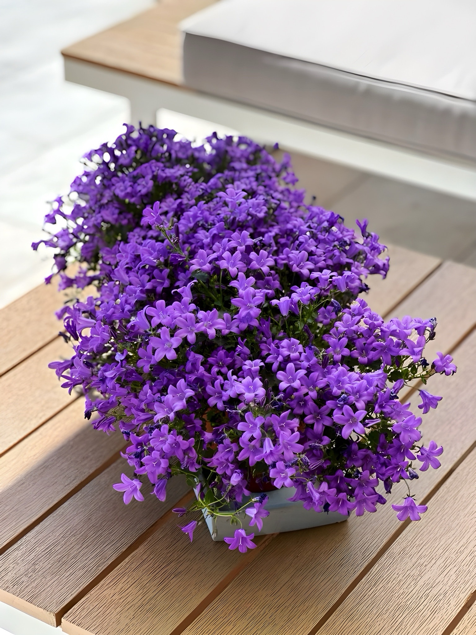 Campanula (Çan Çiçeği) 