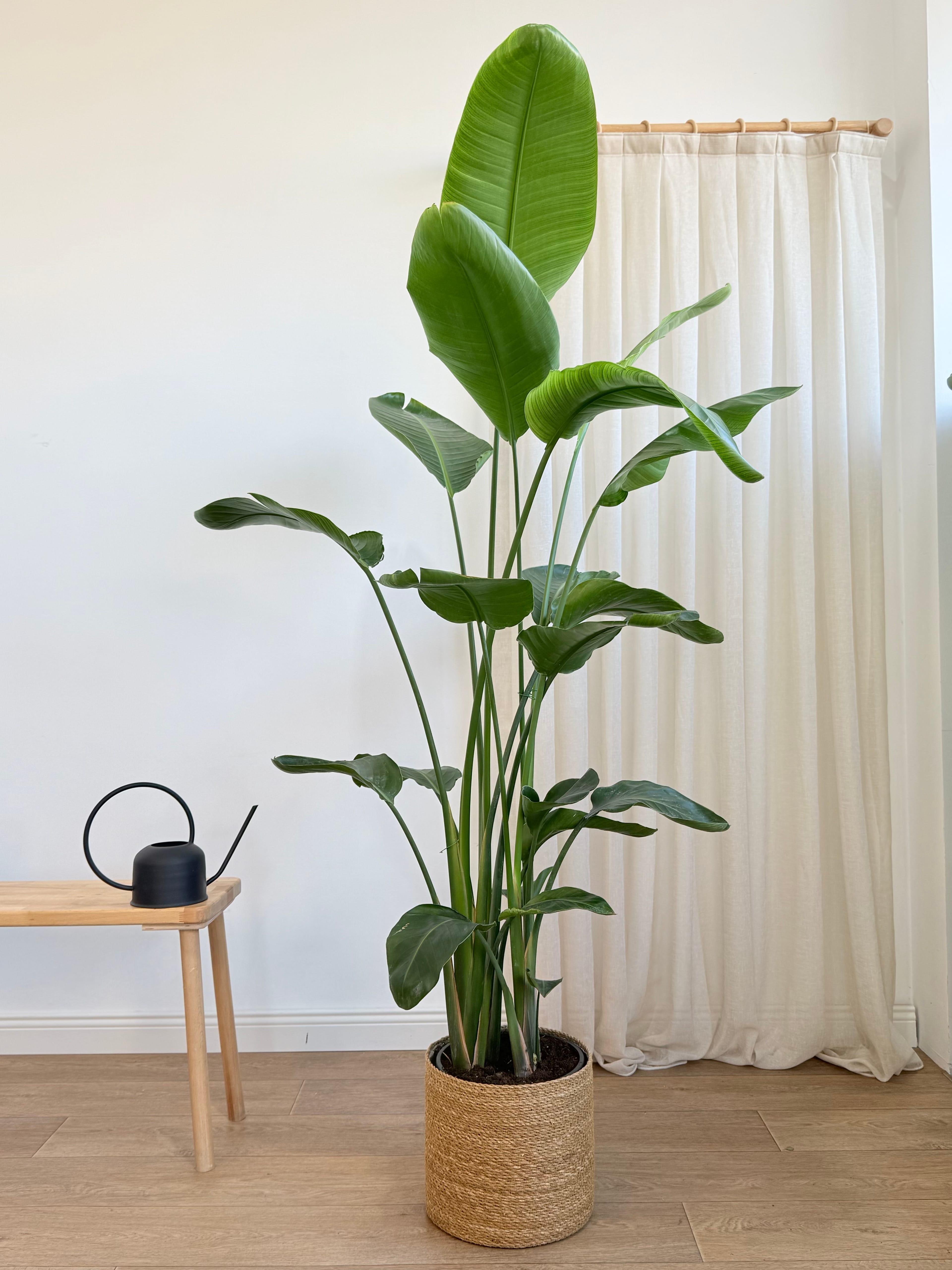 Starliçe- Dört Köklü Dolgun Form (Strelitzia Nicolai 180-200 cm )