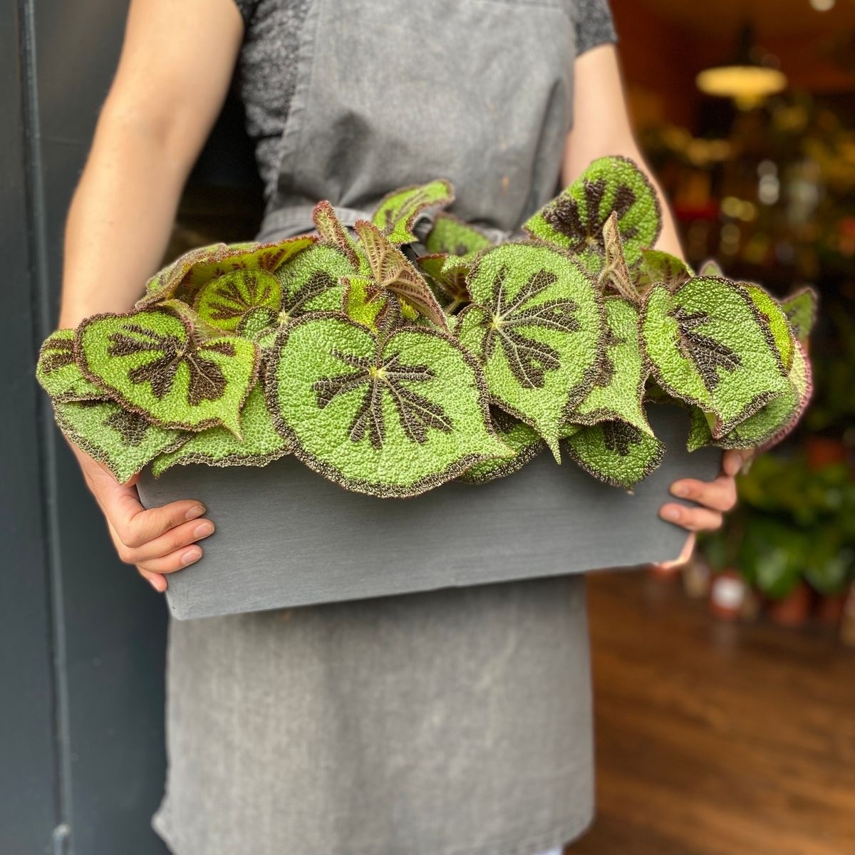 Begonia Massoniana