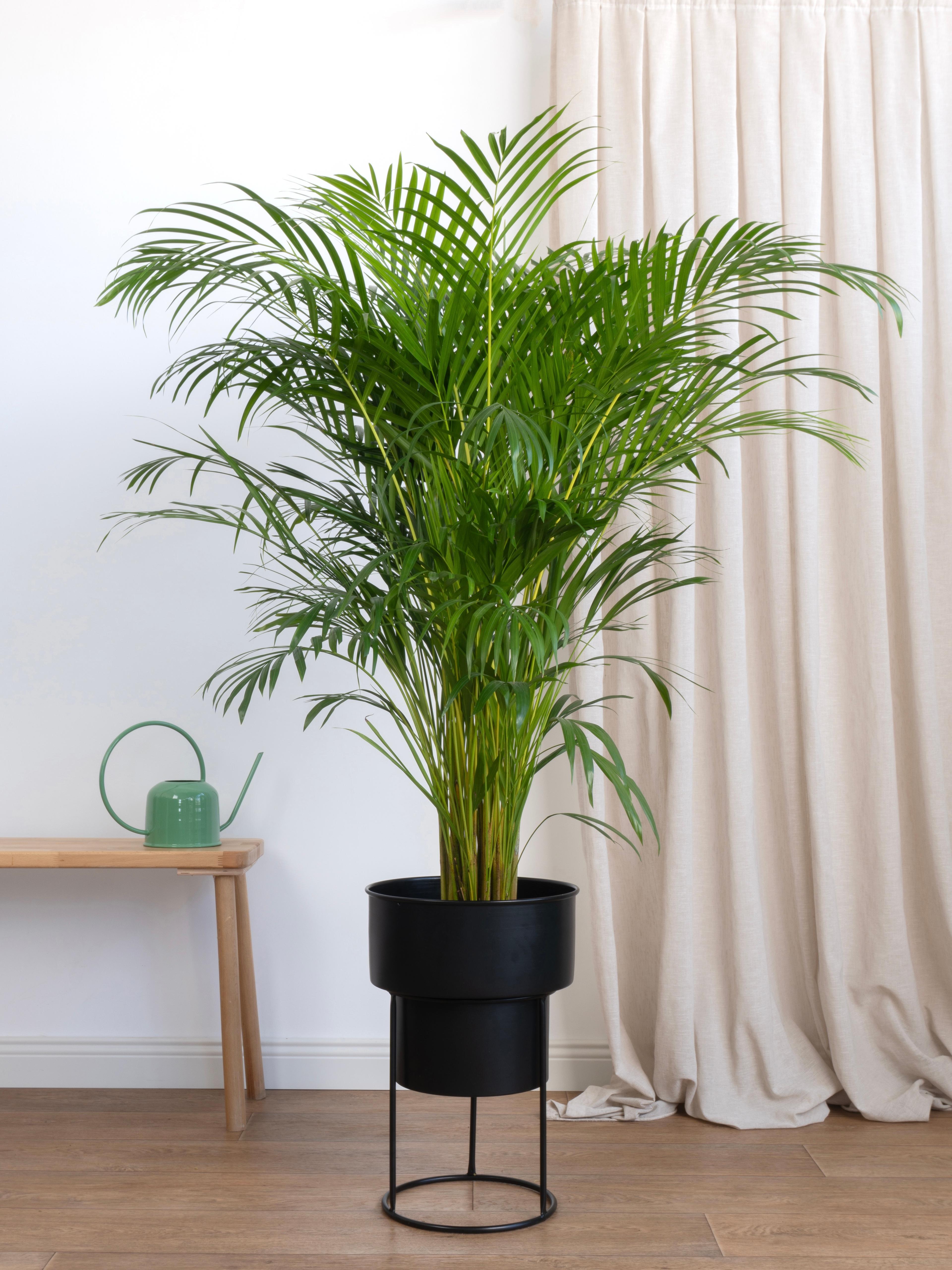 Areka Salon Palmiyesi 140-150 cm (Dypsis Lutescens)