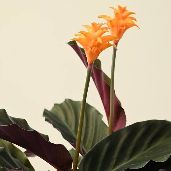 Calathea Crocata 