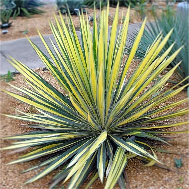 Yucca Filamentosa XL -Dış Mekan Yuka Bitkisi