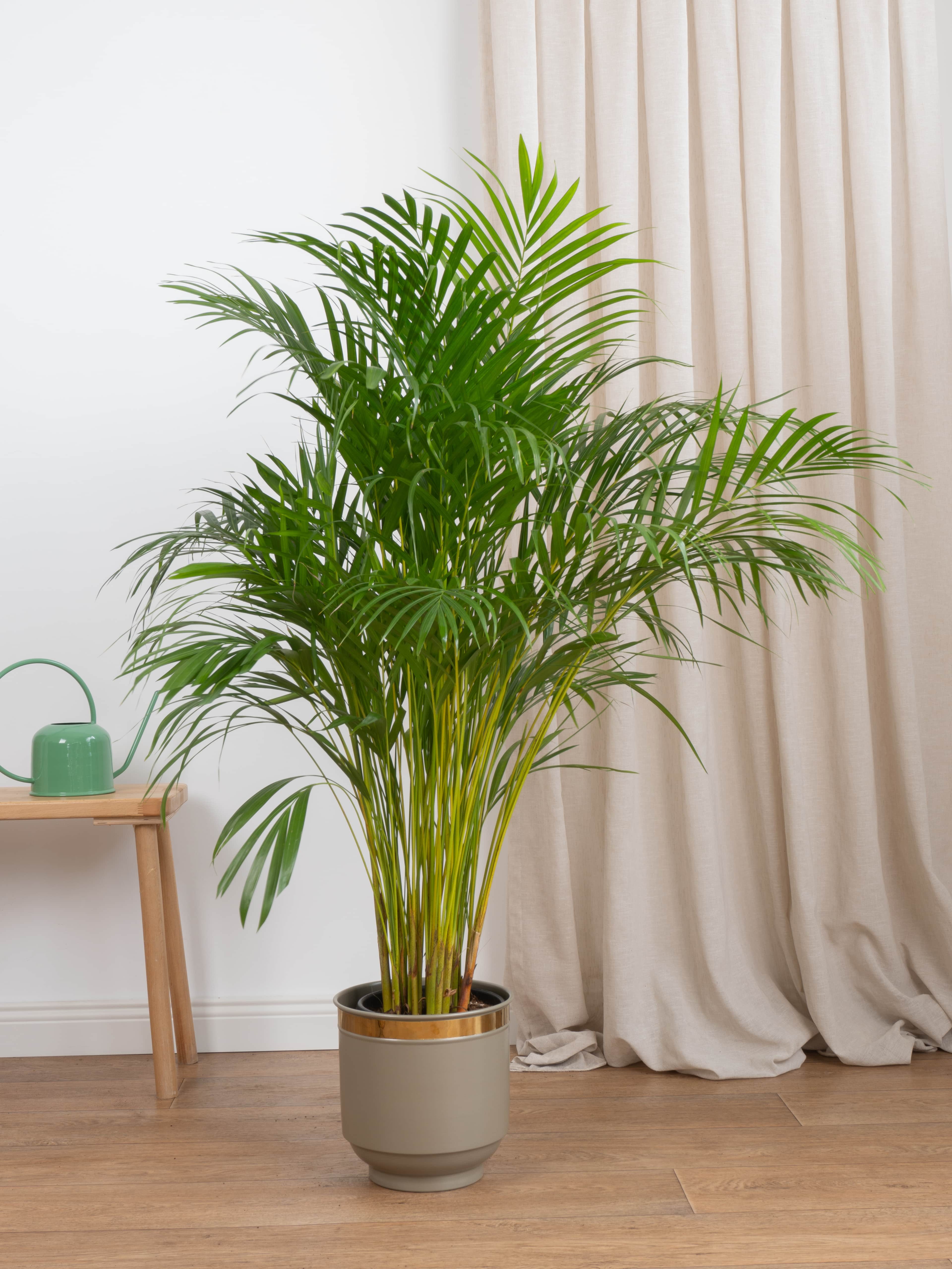 Areka Salon Palmiyesi 120-130 cm Dolgun Form (Dypsis Lutescens)