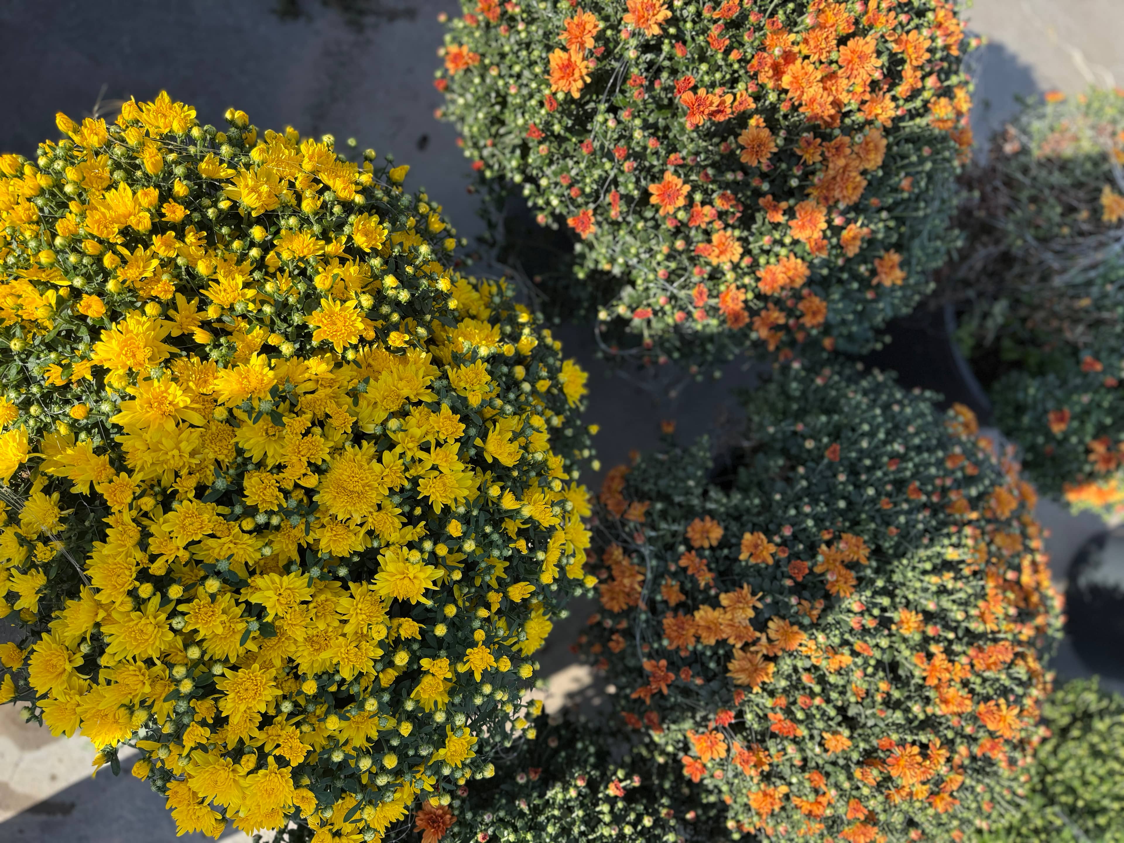 XXL Kasımpatı (Chrysanthemum morifolium)