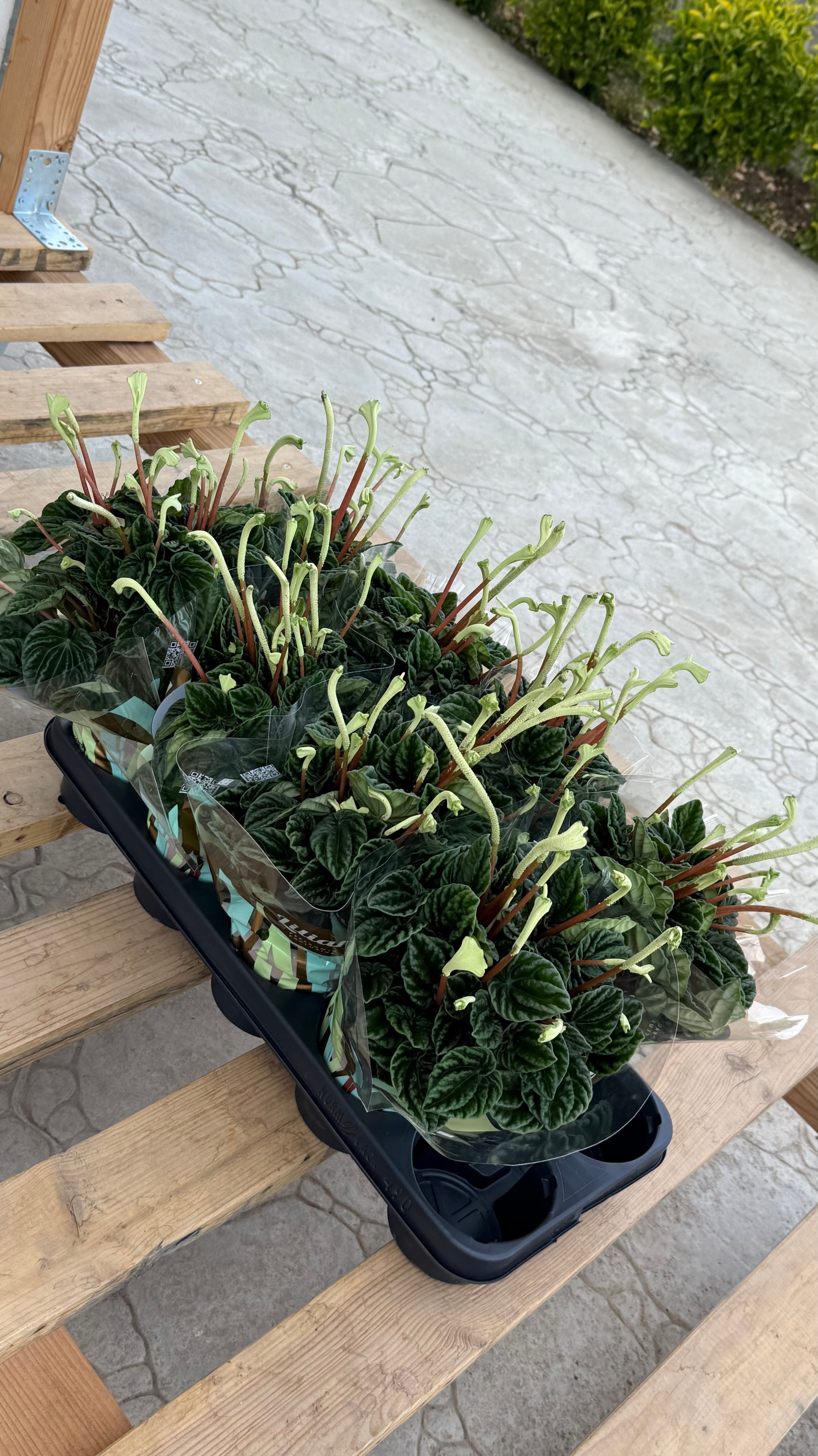 Peperomia caperata lilian