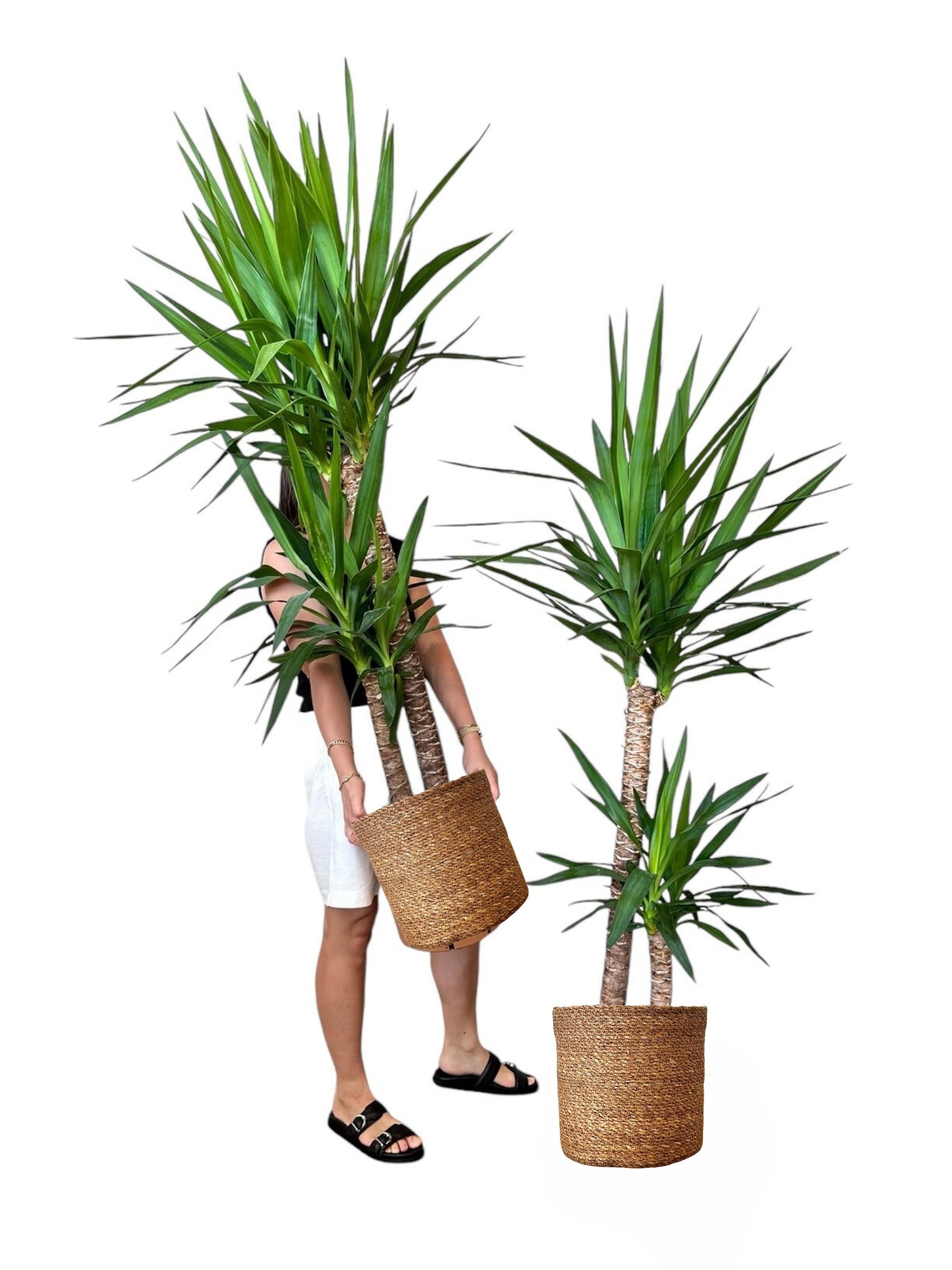 Yucca (Yuka ) İki Kollu 130-140 cm