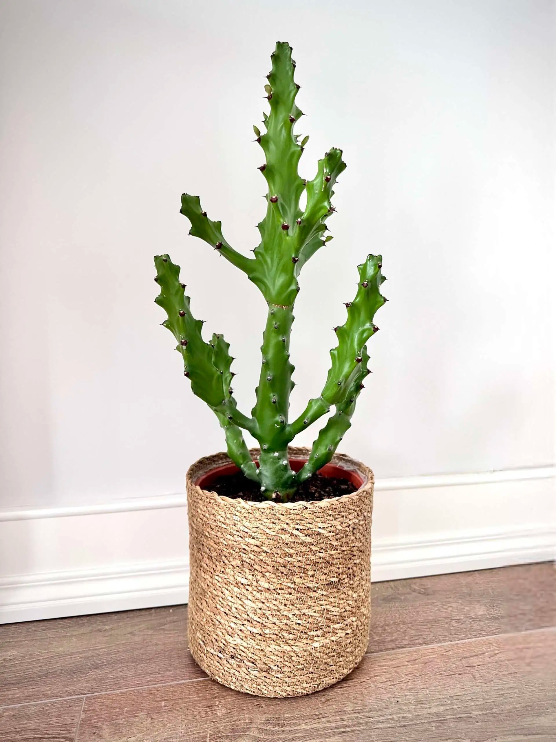 Özel tür euphorbia kaktüs 70 cm