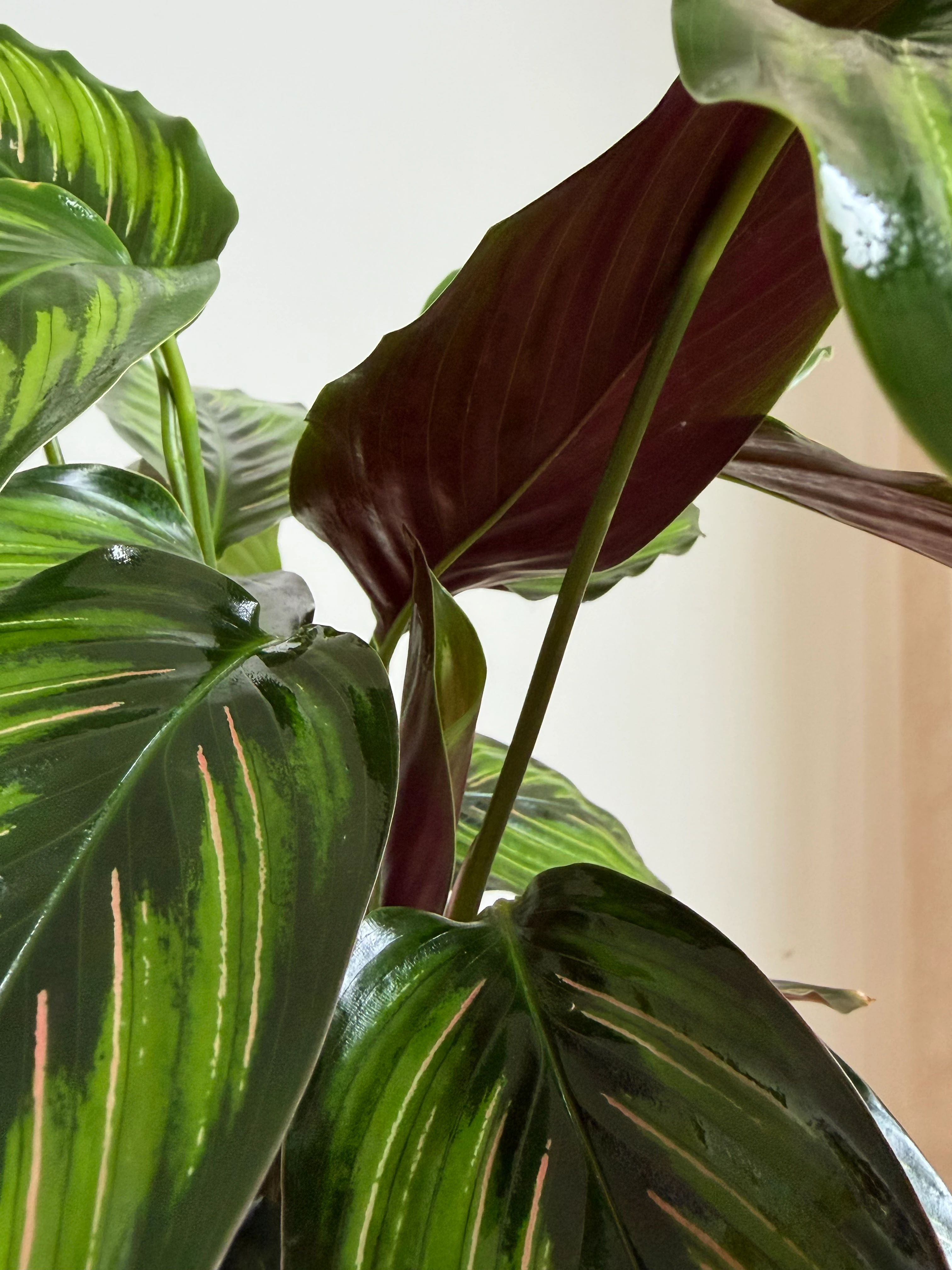 Calathea Beauty Star - (Kalatya Dua Çiçeği)