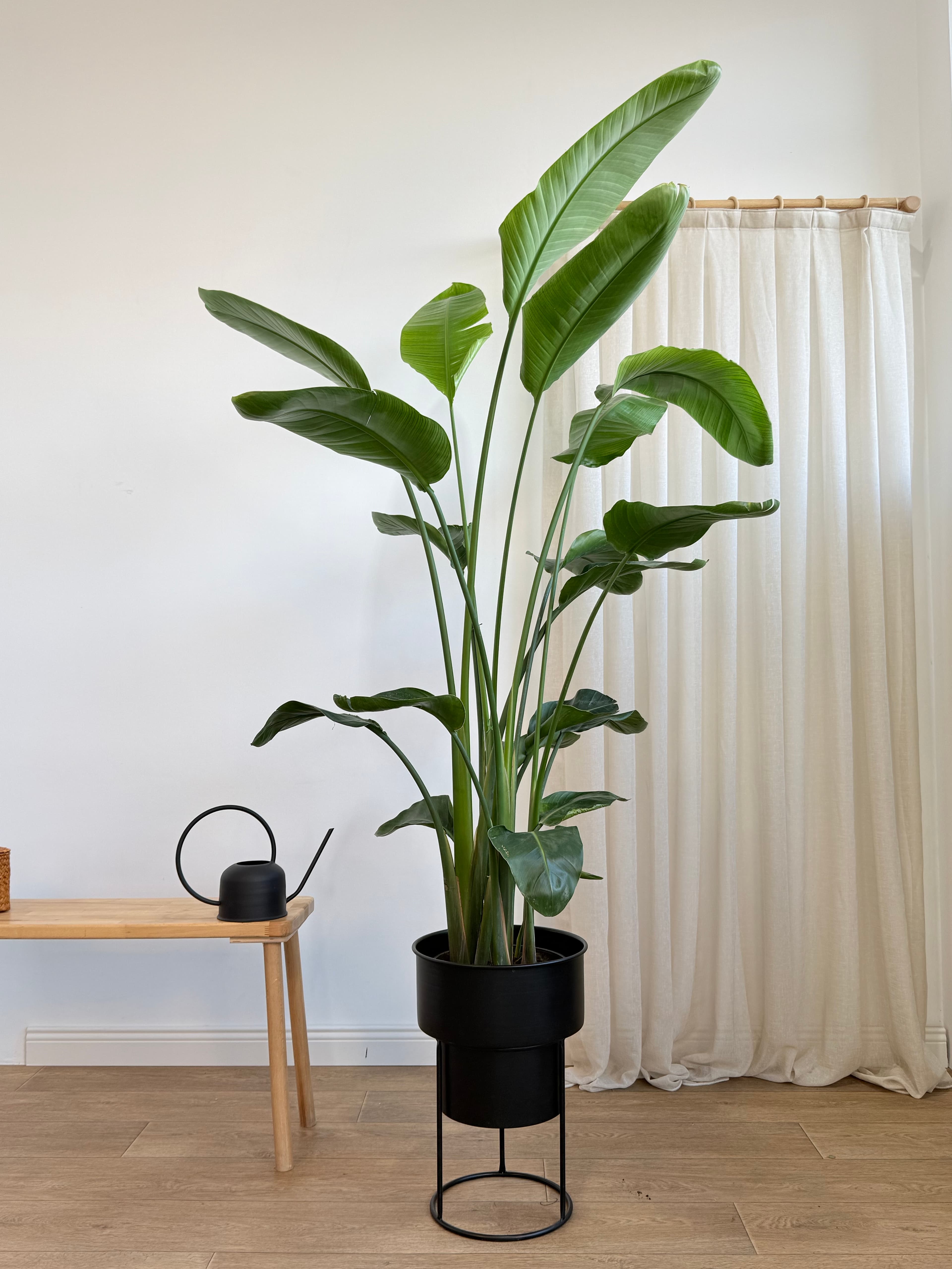 Starliçe- Dört Köklü Dolgun Form (Strelitzia Nicolai 180-200 cm )