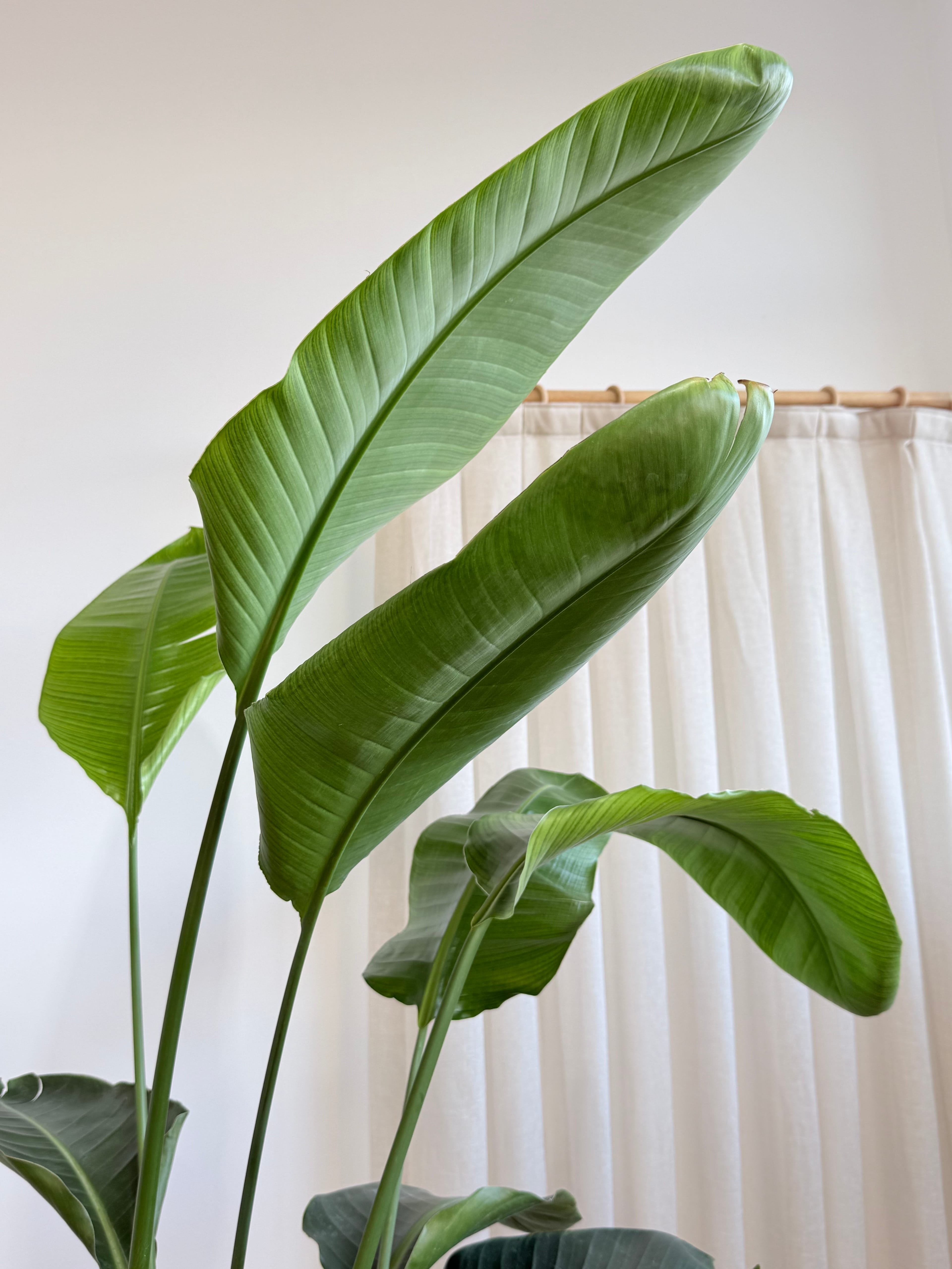 Starliçe- Dört Köklü Dolgun Form (Strelitzia Nicolai 180-200 cm )