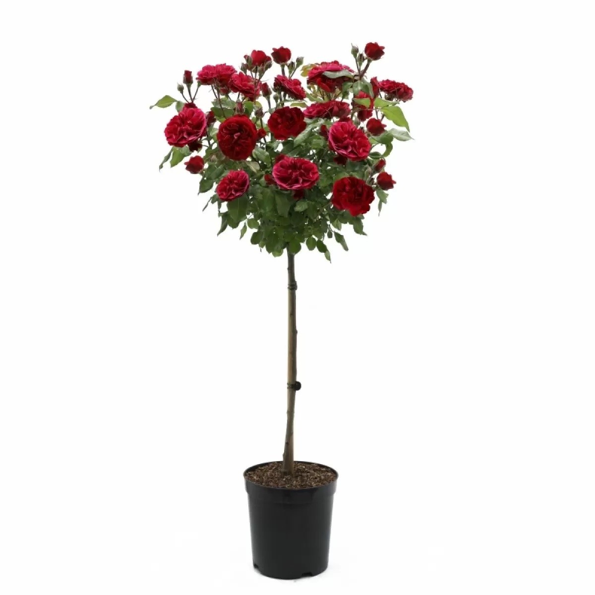 Kırmızı Tijli Gül /Lisanslı 170-180 cm