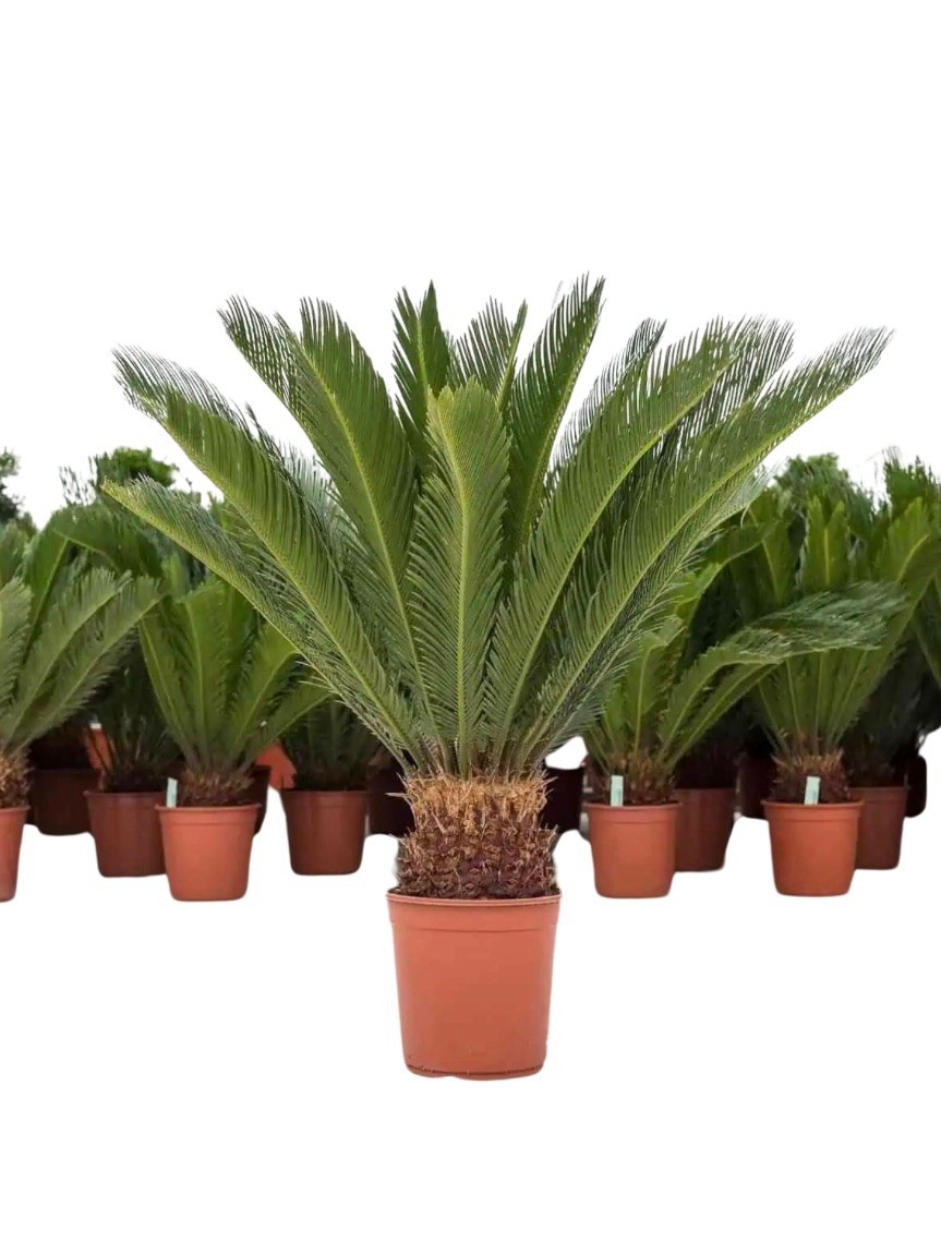 Cycas revoluta